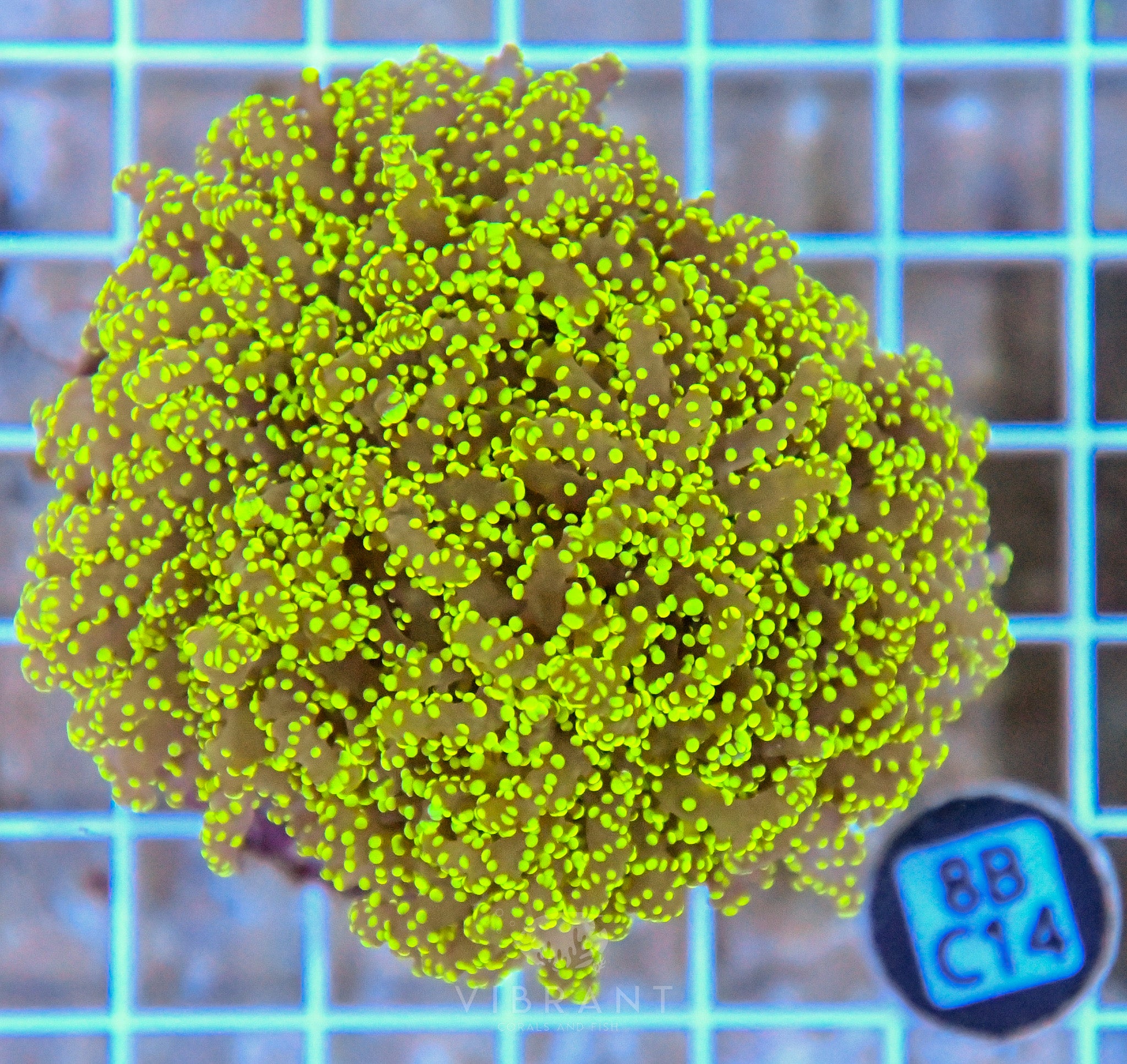 Yaeyamaensis Branching INDO