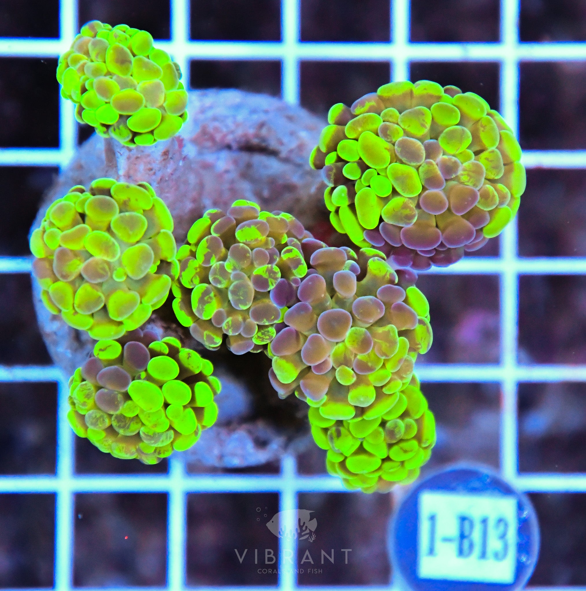 Hammer Branching INDO