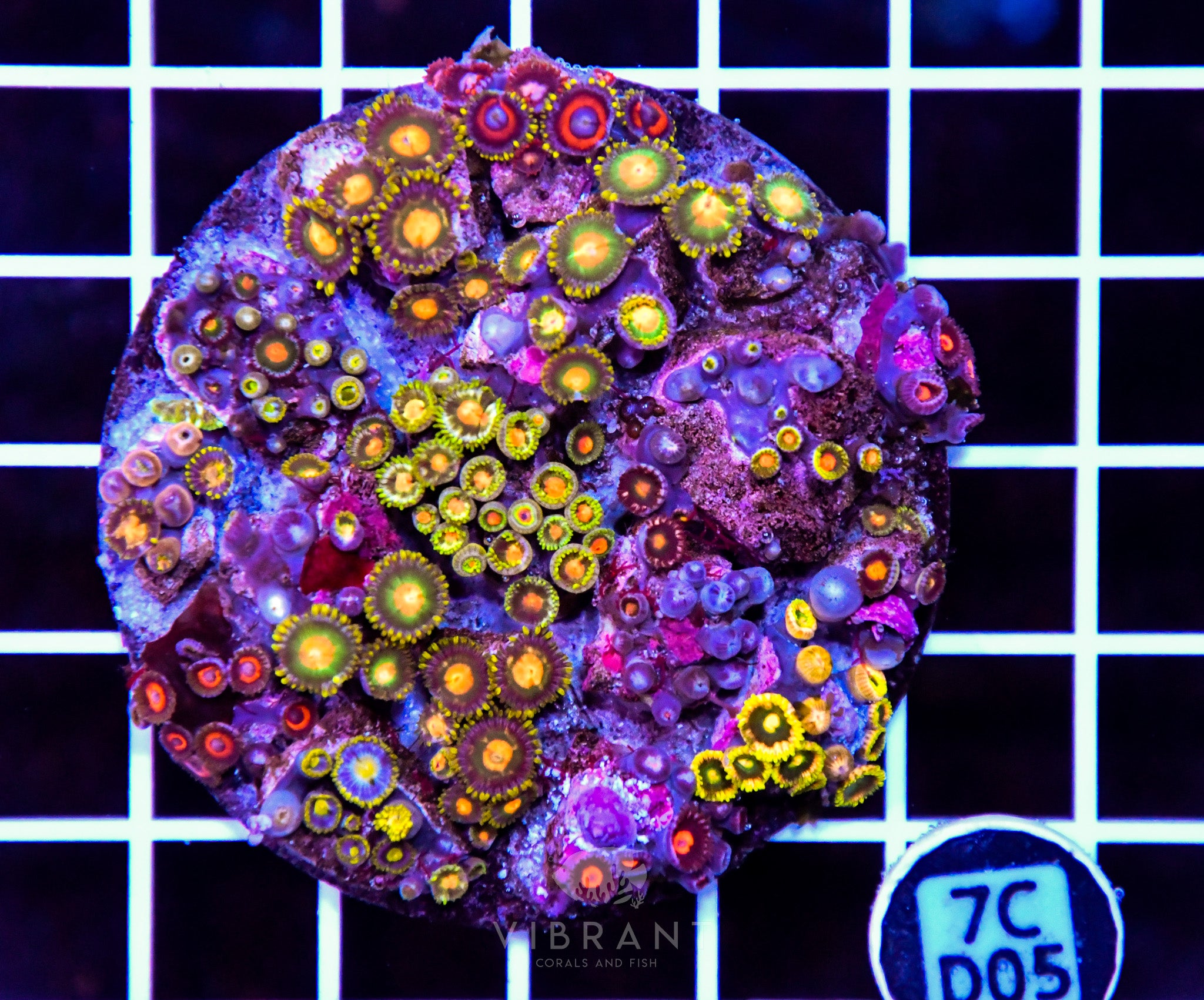 Zoa INDO
