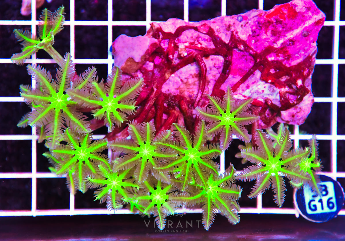Clove Polyp INDO