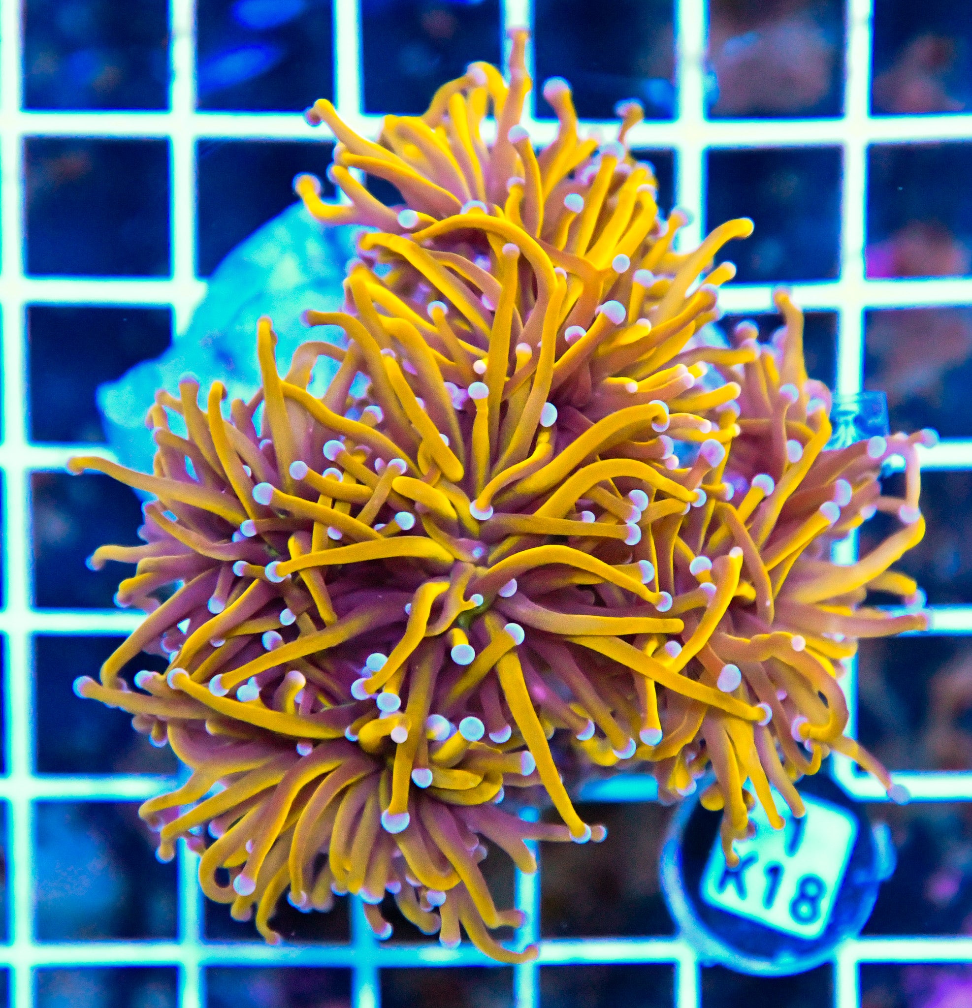 Torch INDO