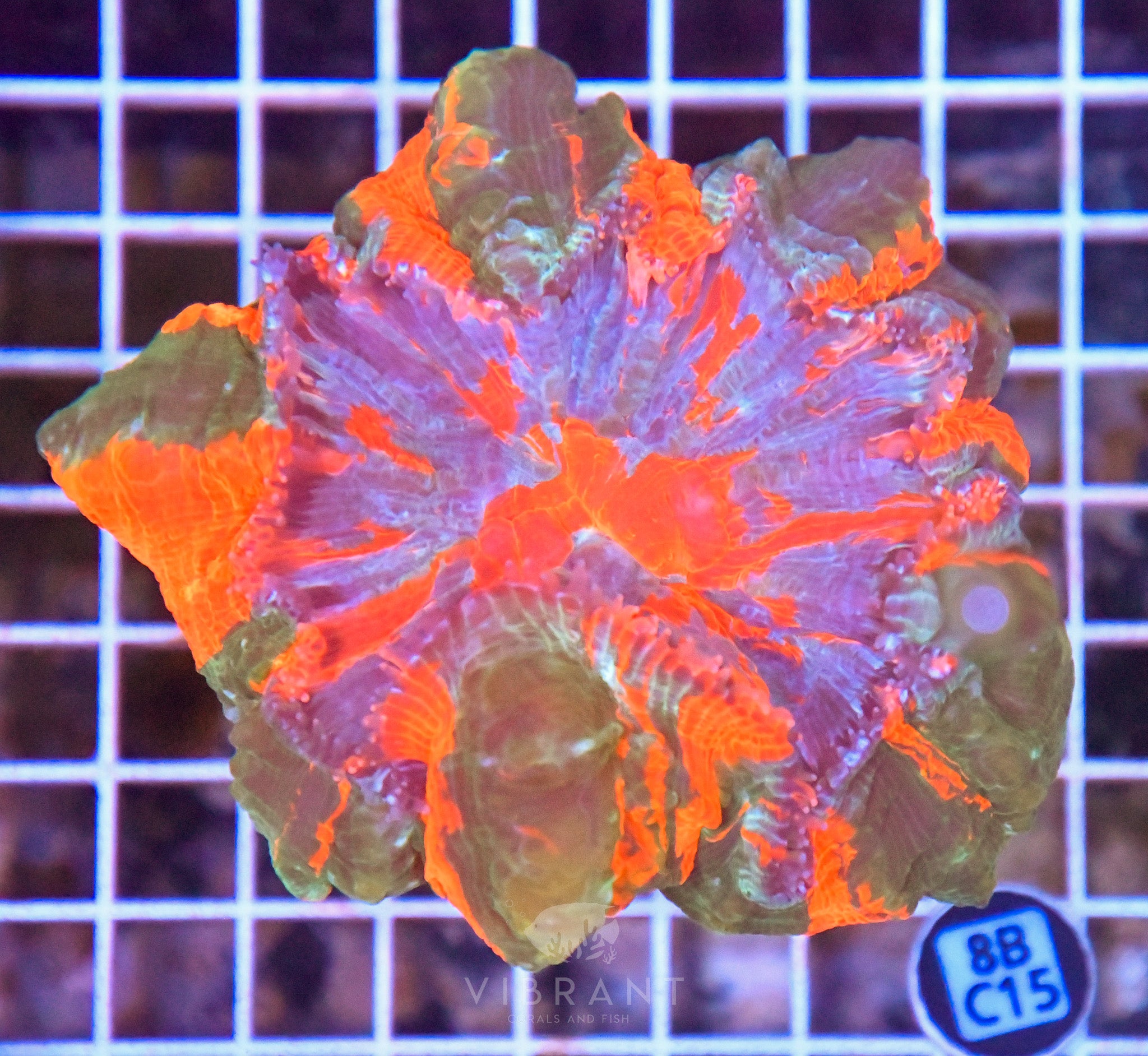 Acanthophyllia INDO W