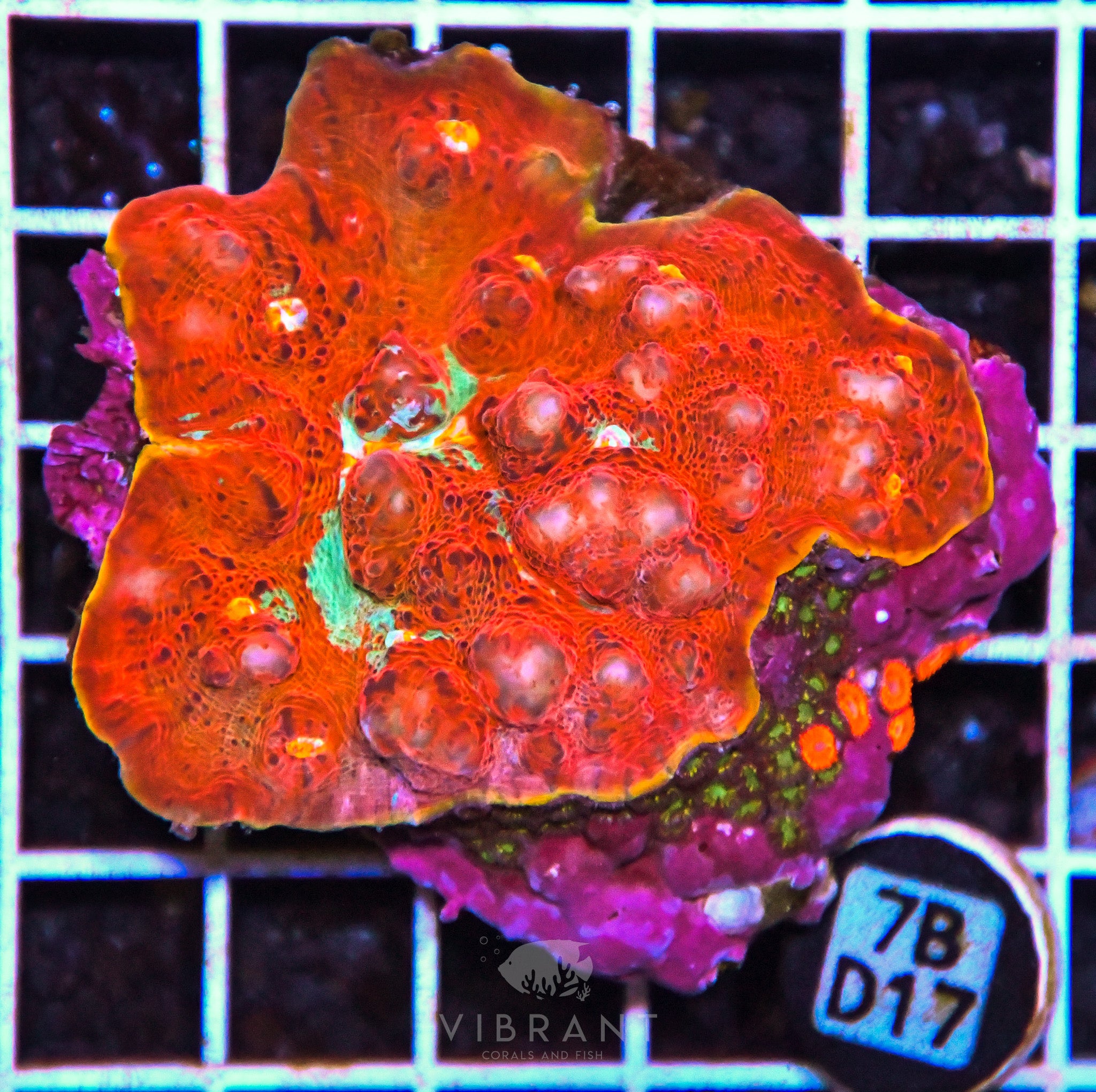 Chalice Ultra INDO W