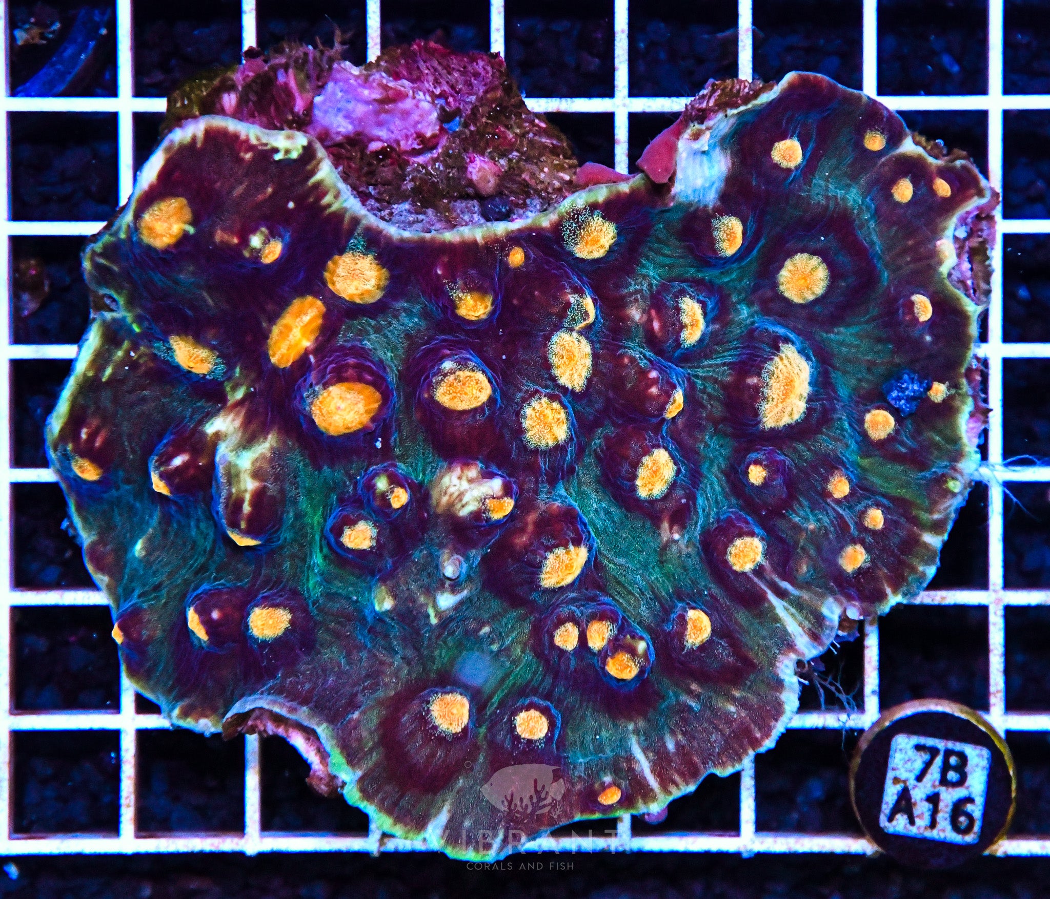 Chalice Ultra INDO W