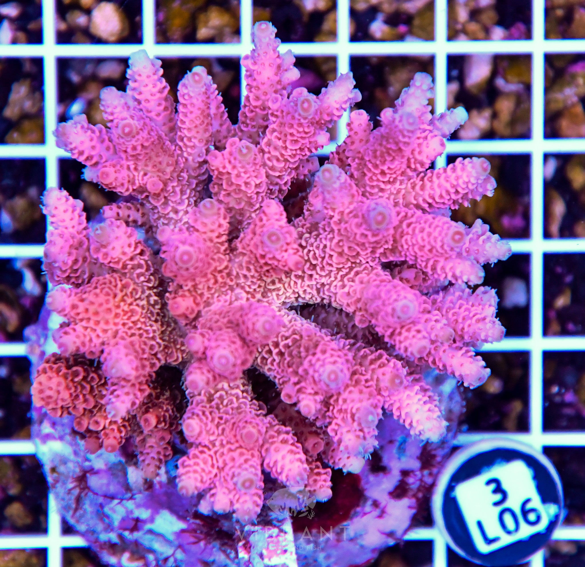Acro INDO