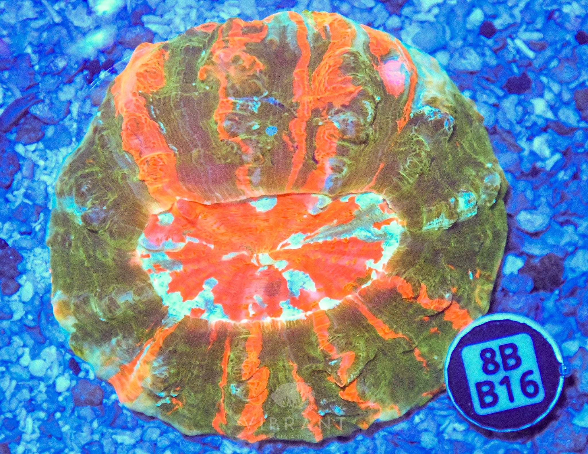 Acanthophyllia  INDO W