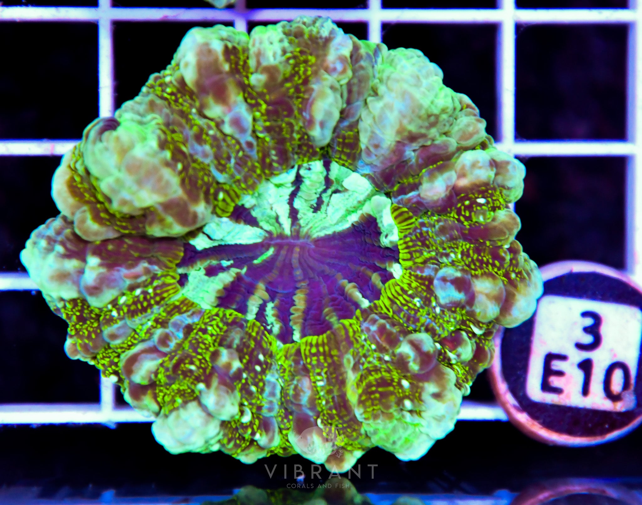 Acanthophyllia AUS