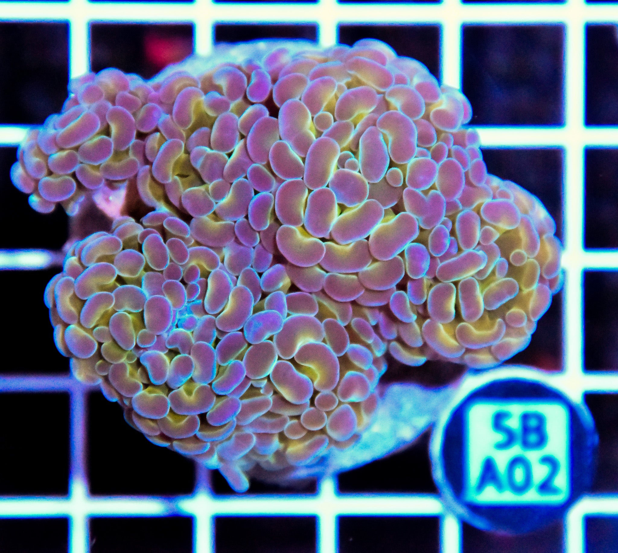 Hammer Branching INDO Halogram