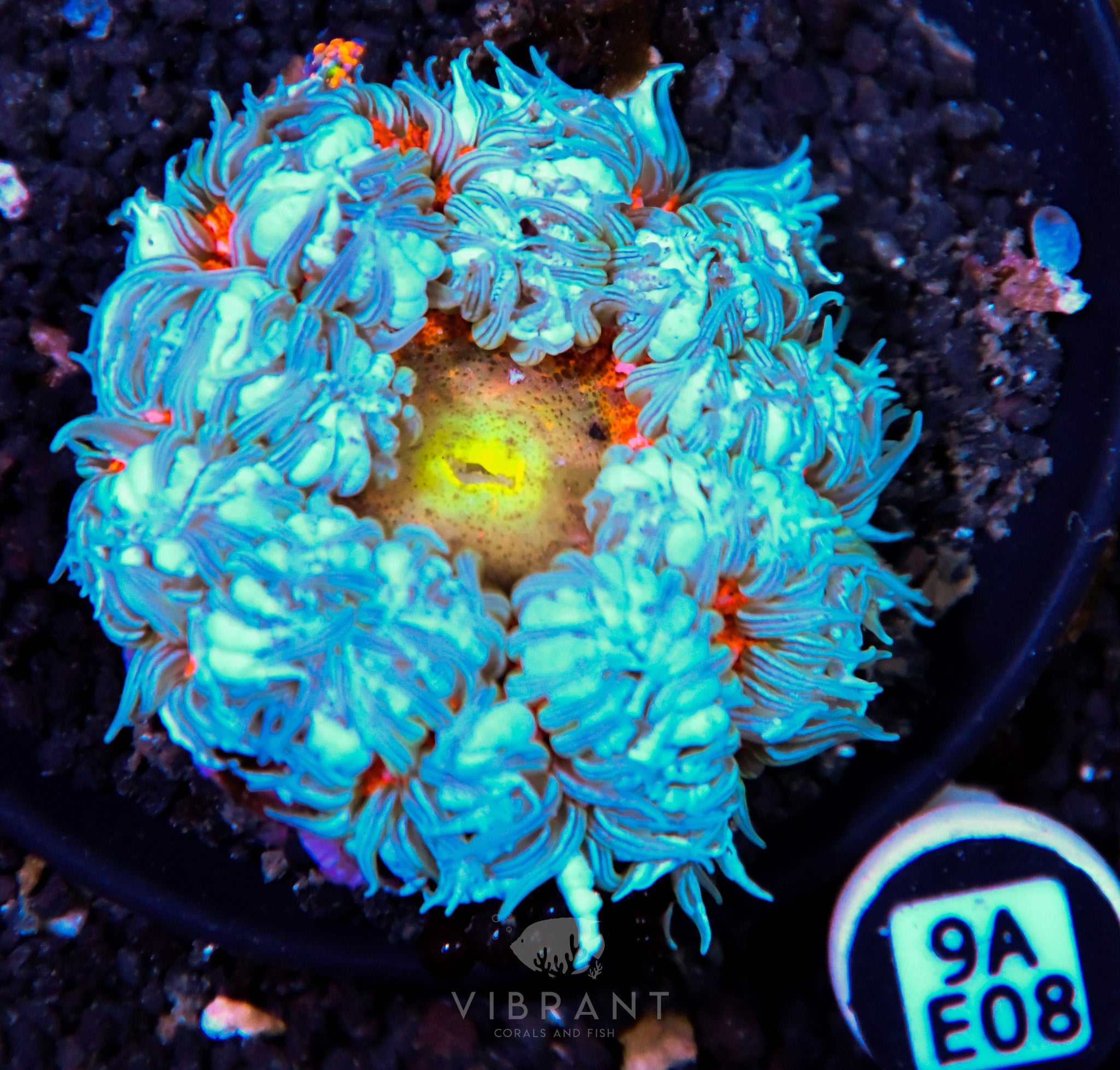 Rock Flower Anemone