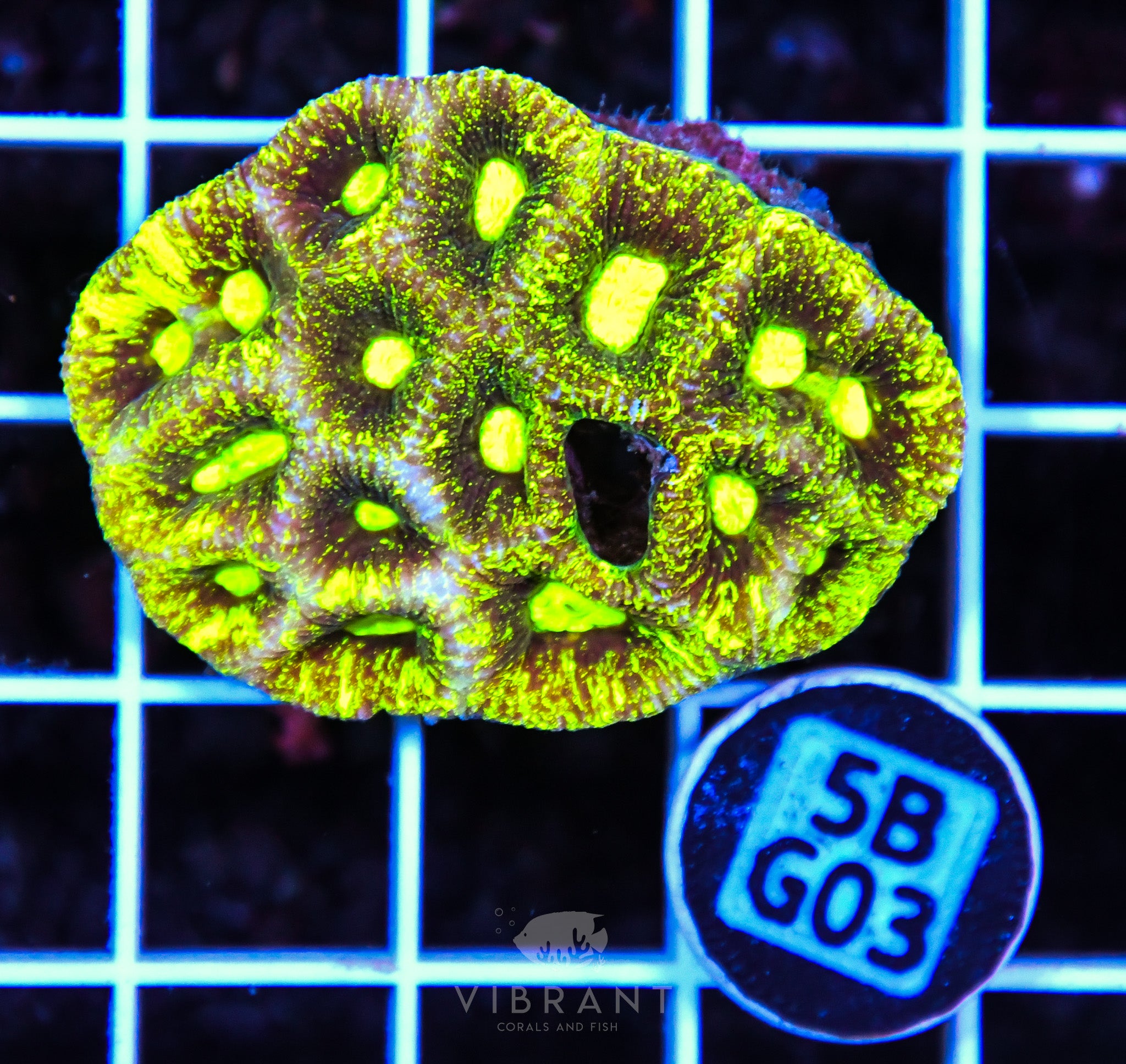 Goniastrea AUS
