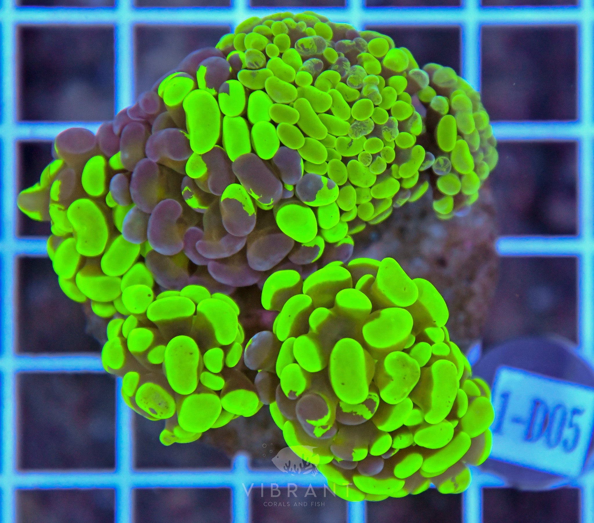 Hammer Branching INDO