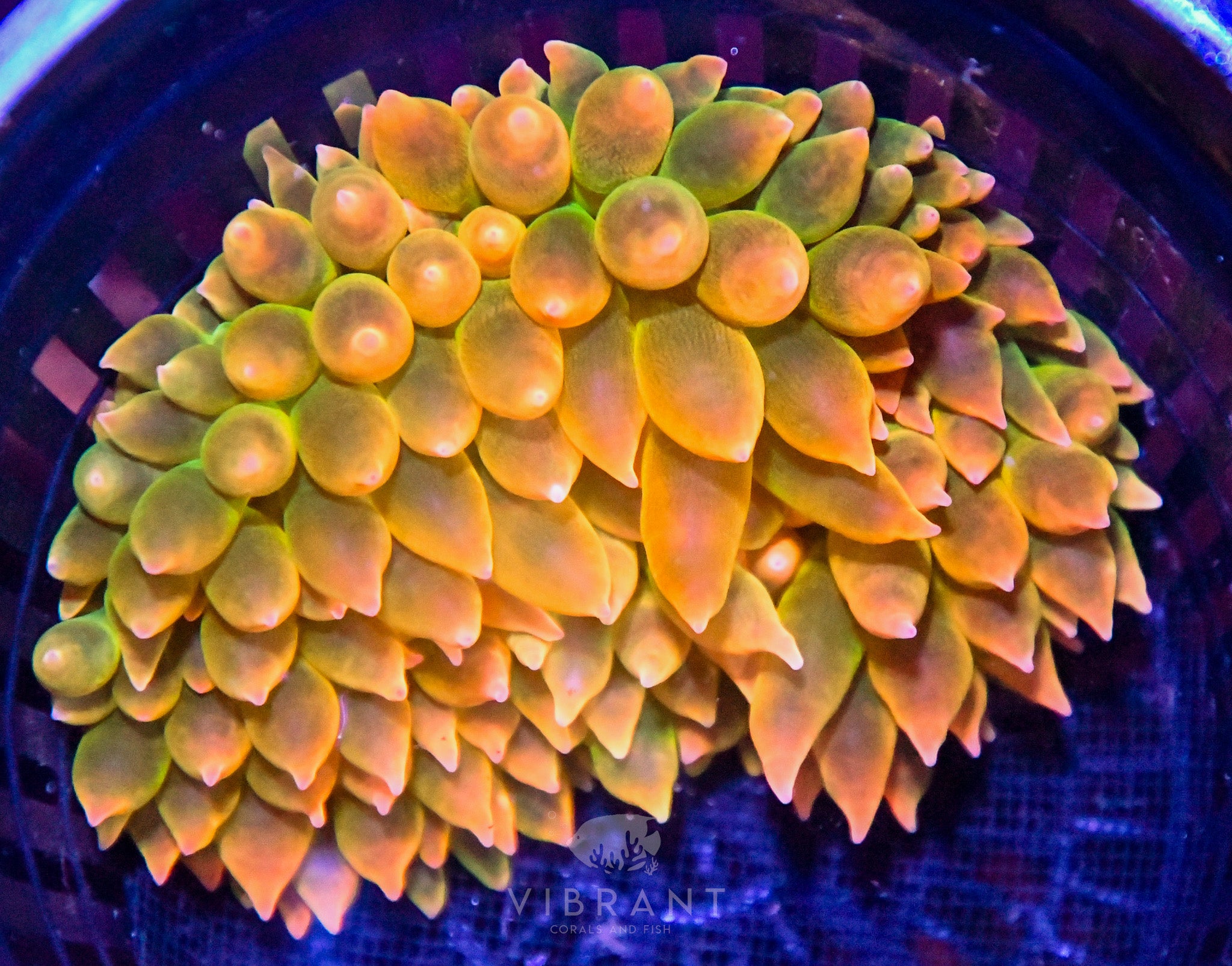 Bubble Tip Aquacultured Anemone