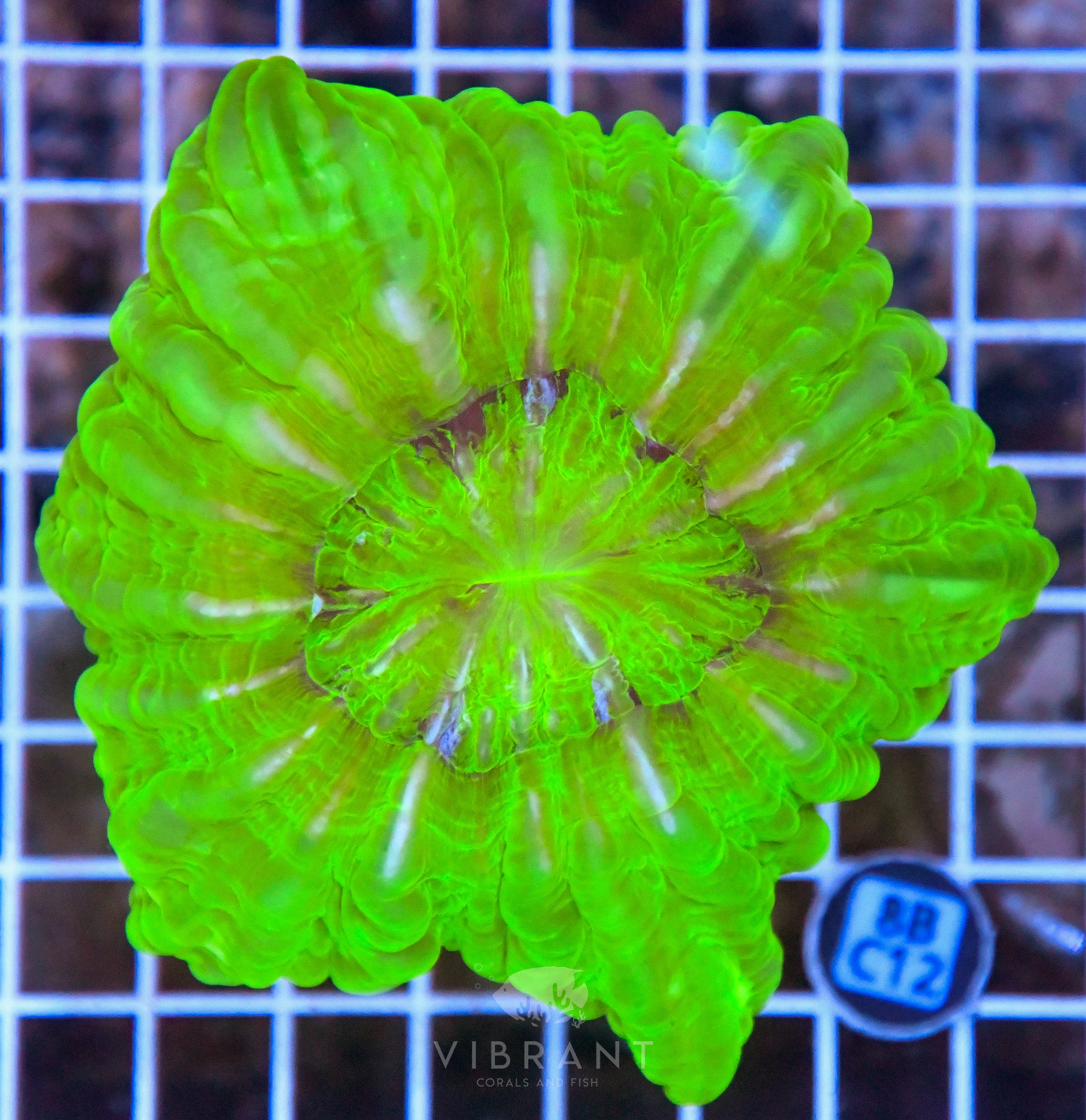 Acanthophyllia INDO W