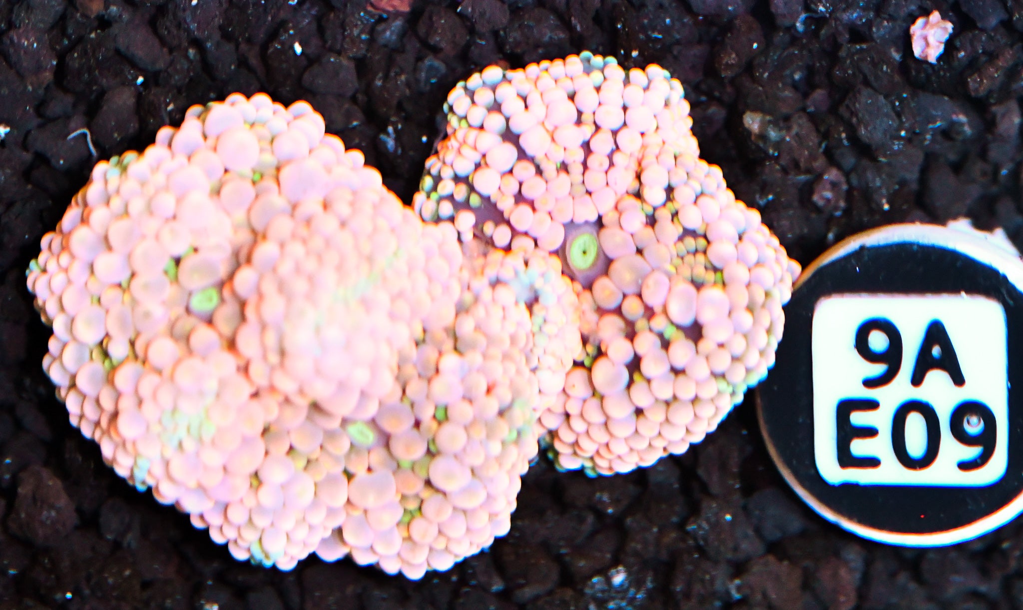 Ricordea Mushroom