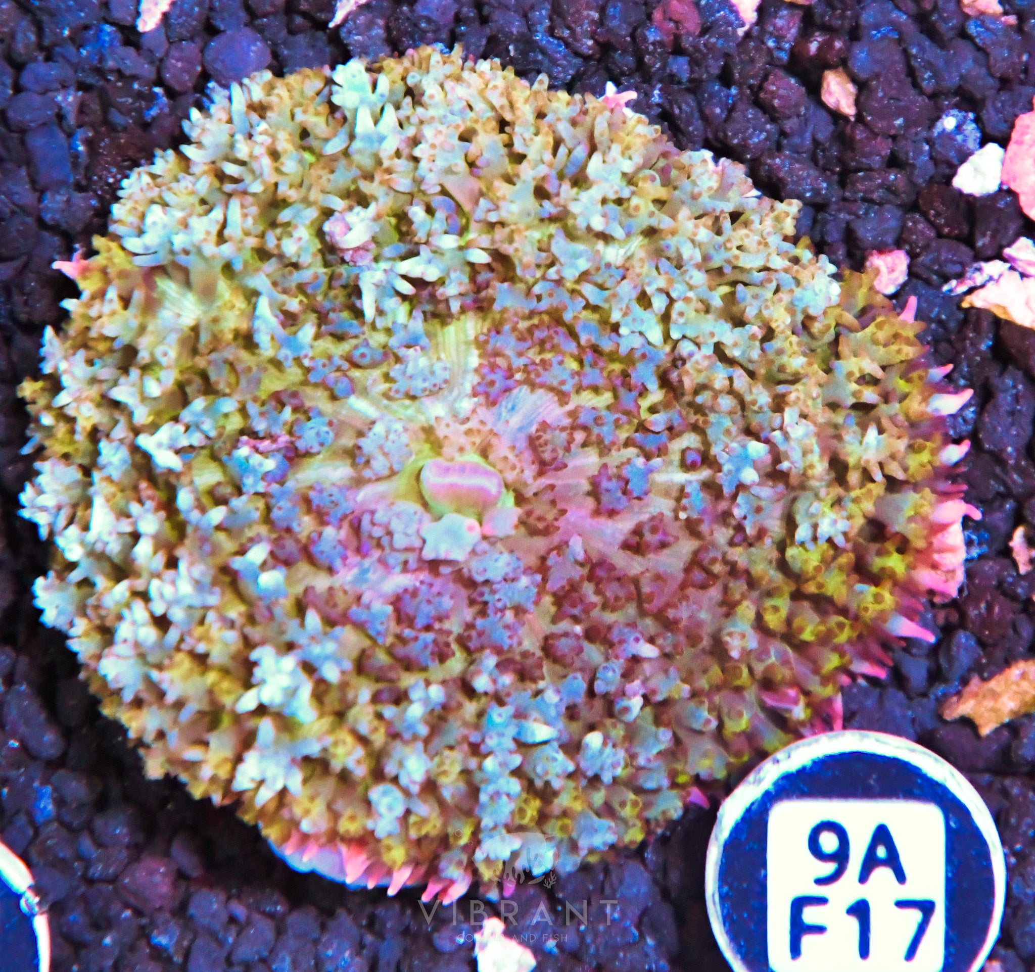 ⭐️ St Thomas Mushroom