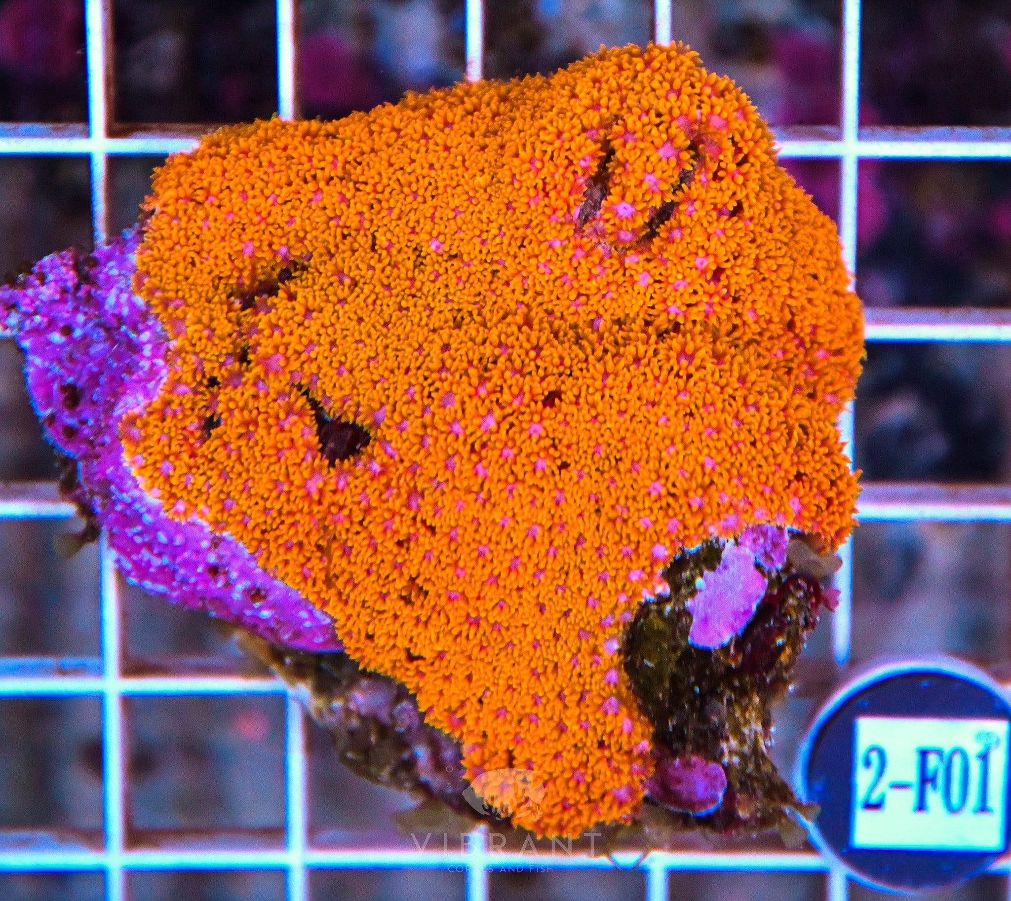 Goniopora (Bernardipora) INDO W