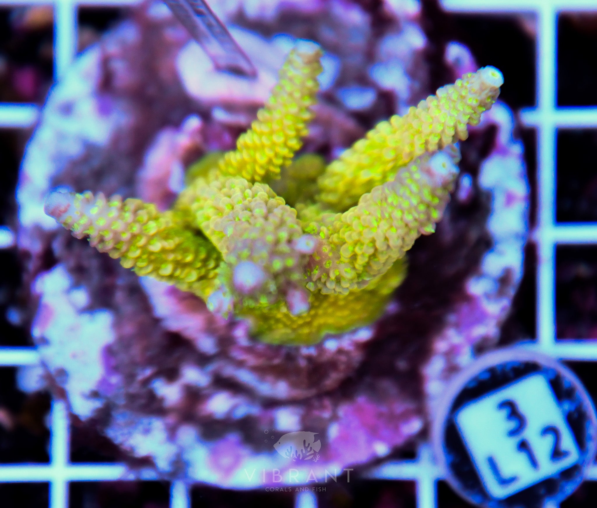 Acro INDO