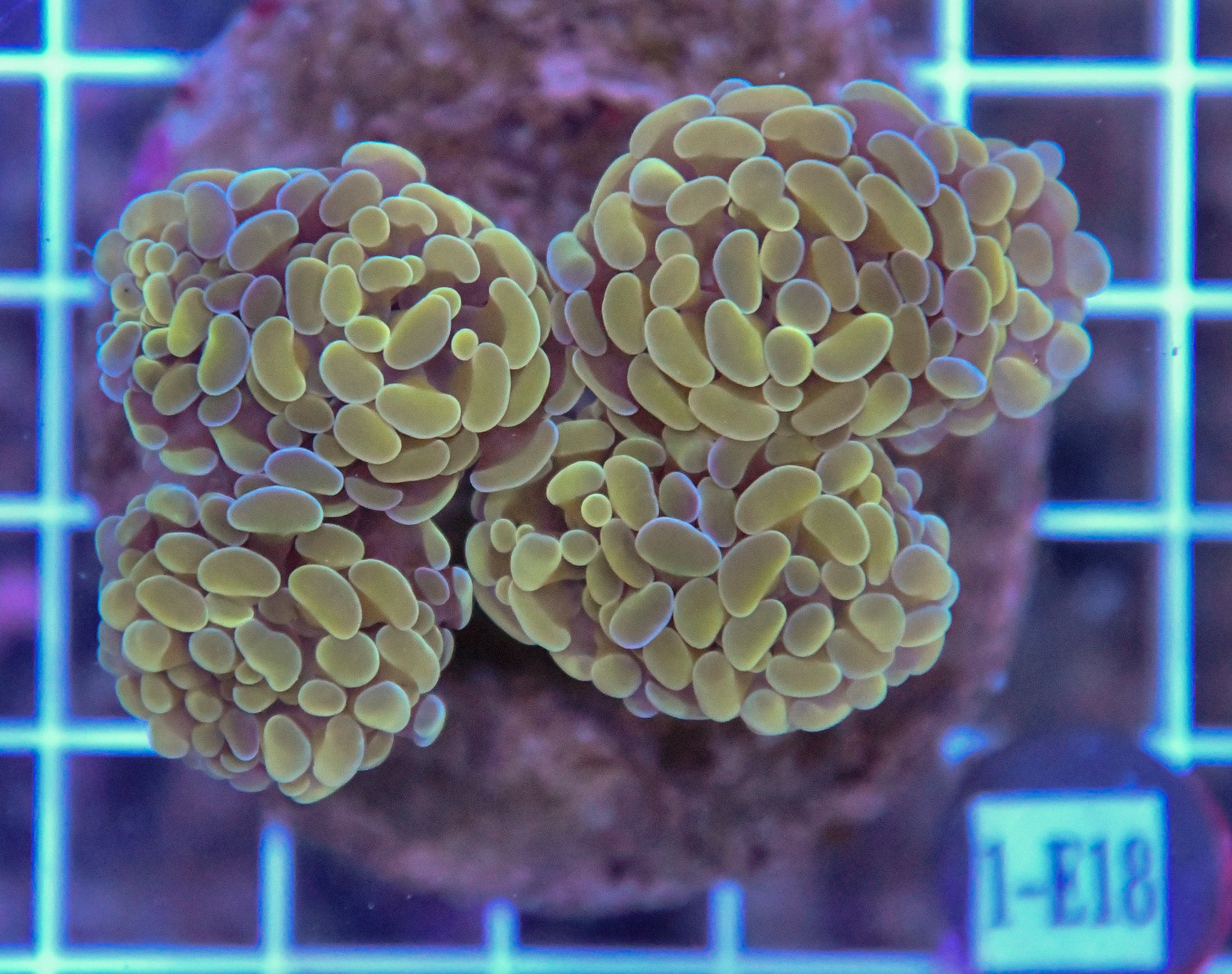 Hammer Branching INDO