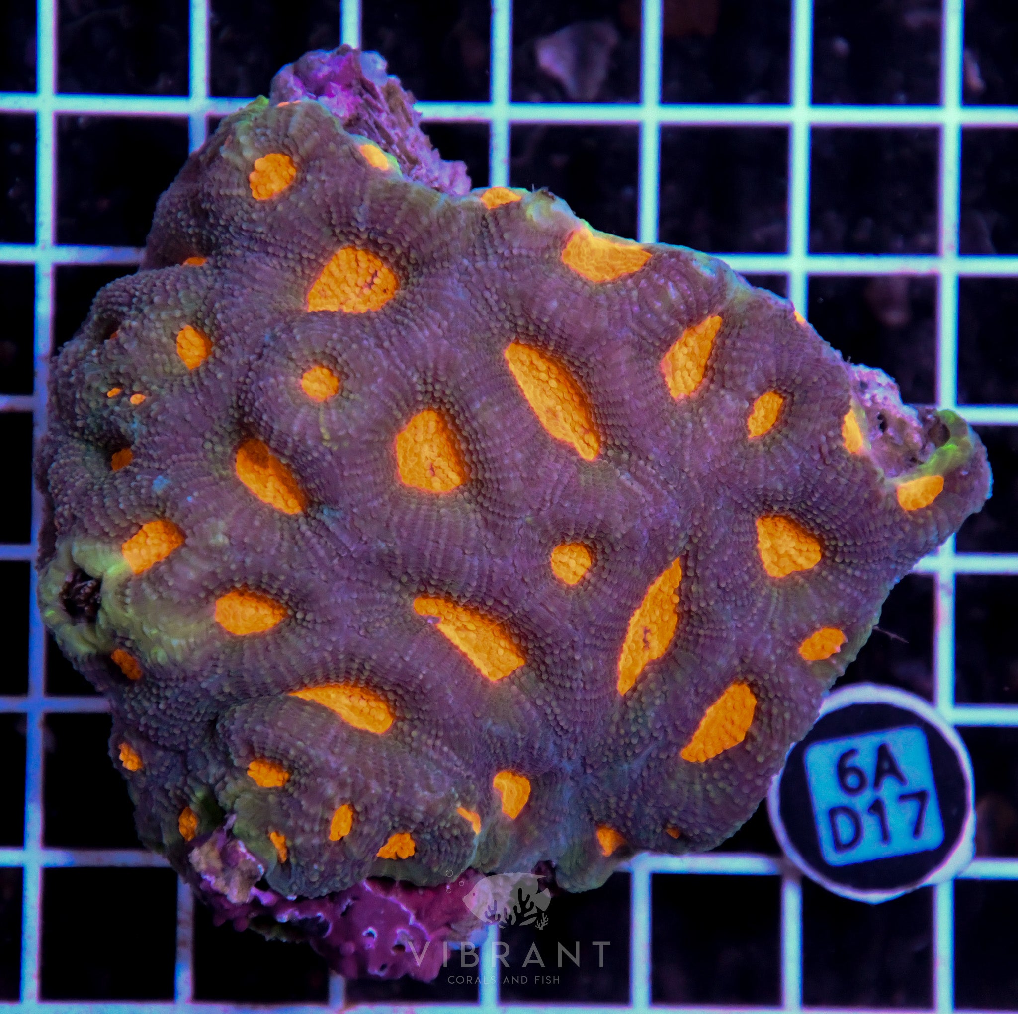 Acan Echinata AUS