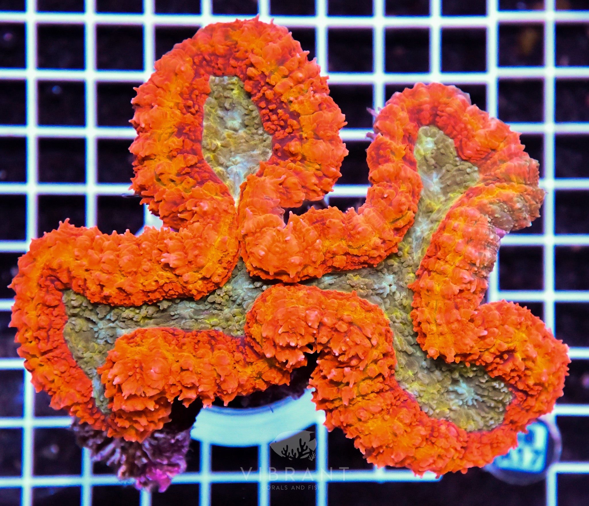 Symphyllia INDO W
