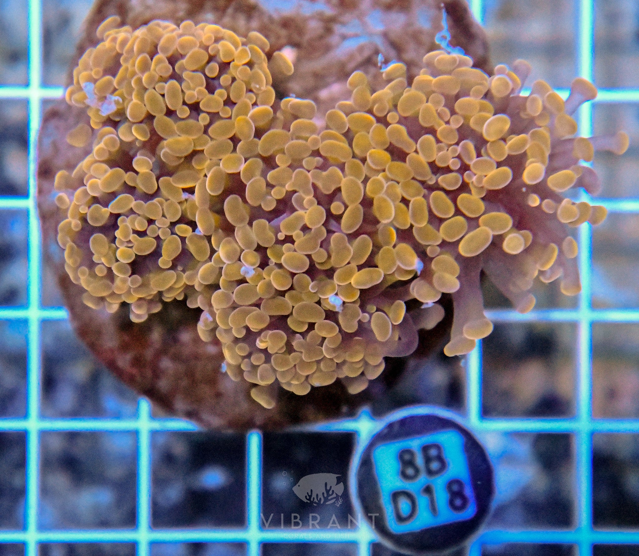 Hammer Branching INDO