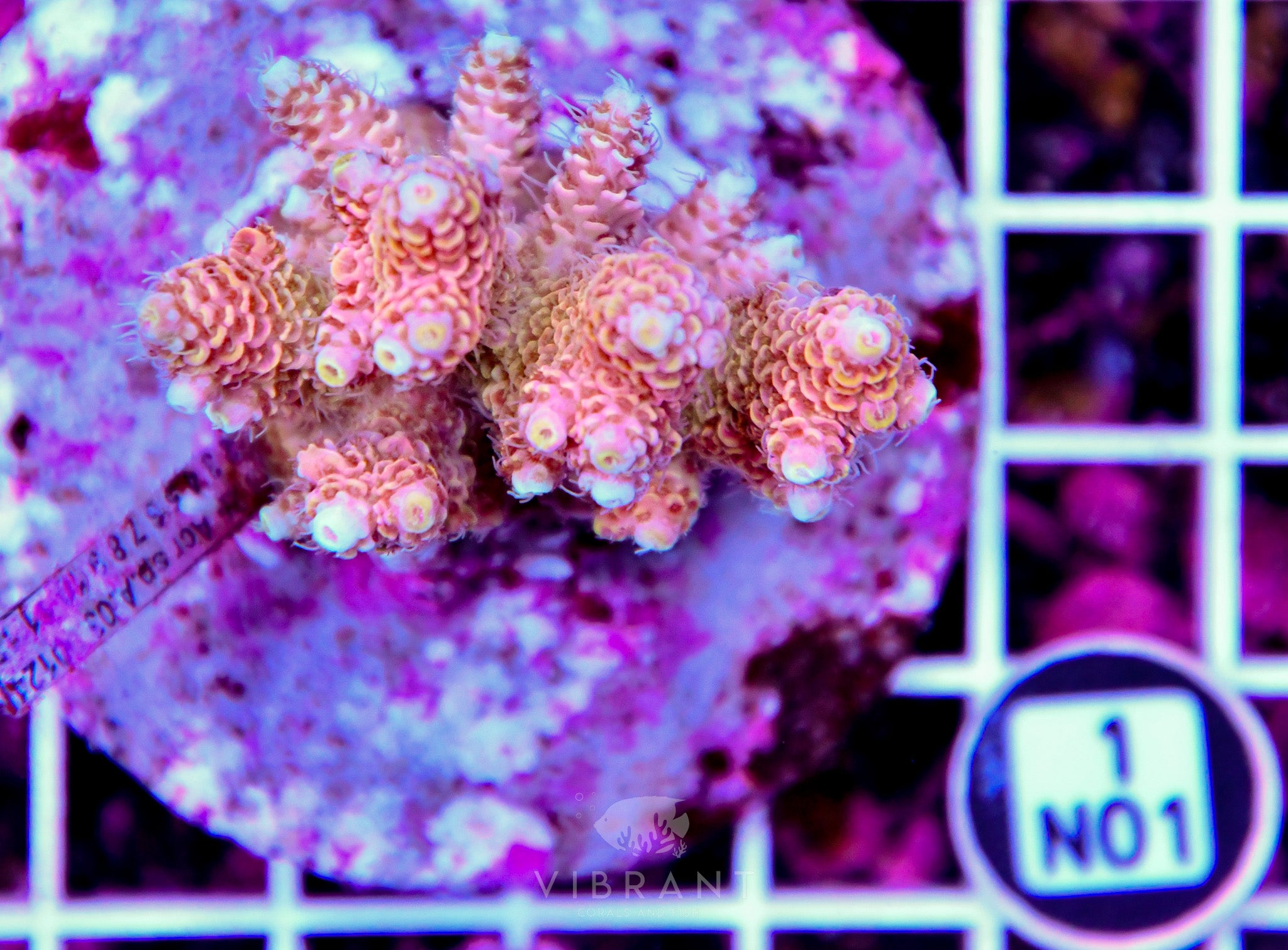 Acro INDO