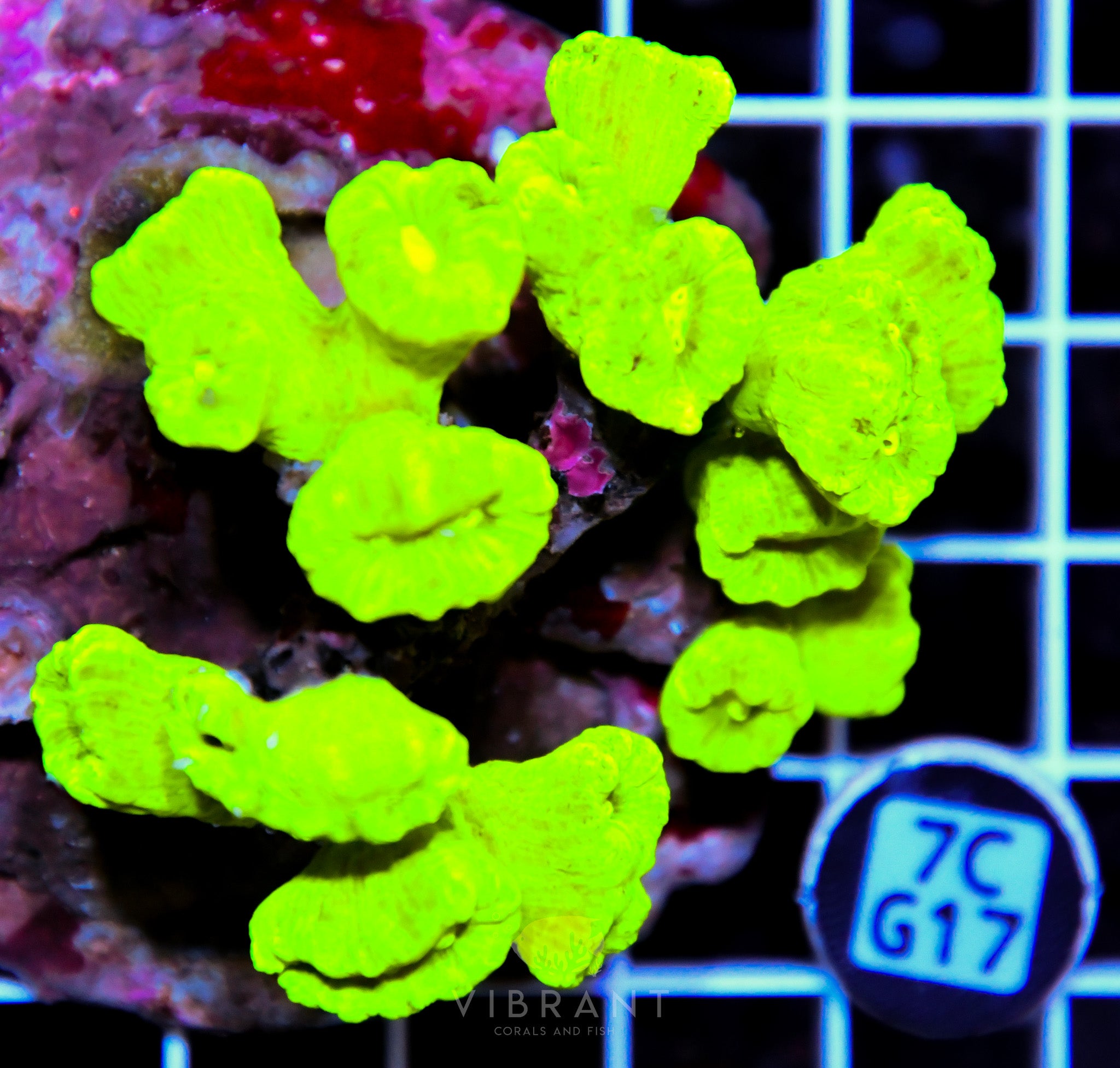 Candy Cane INDO