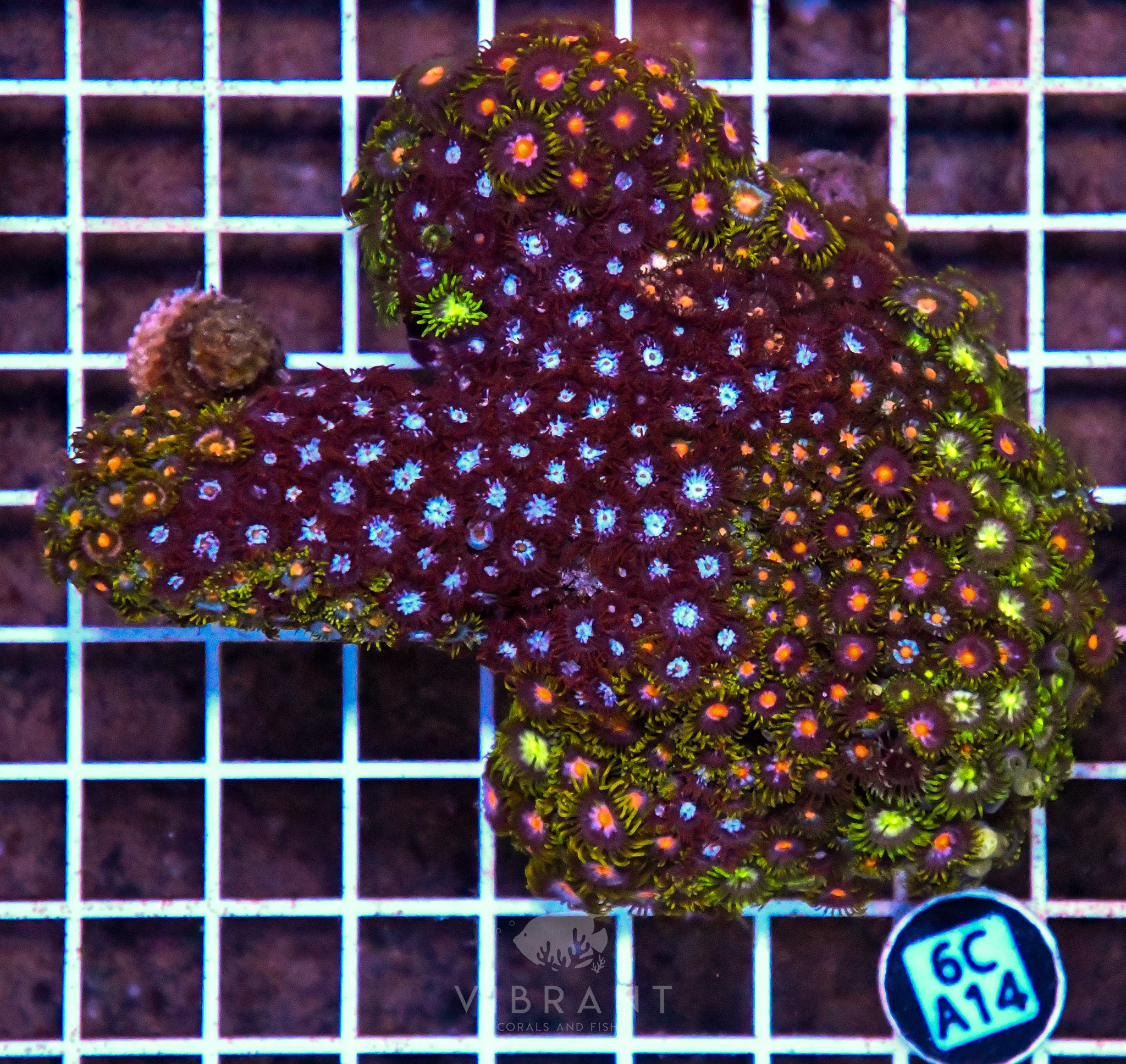 Zoa INDO W