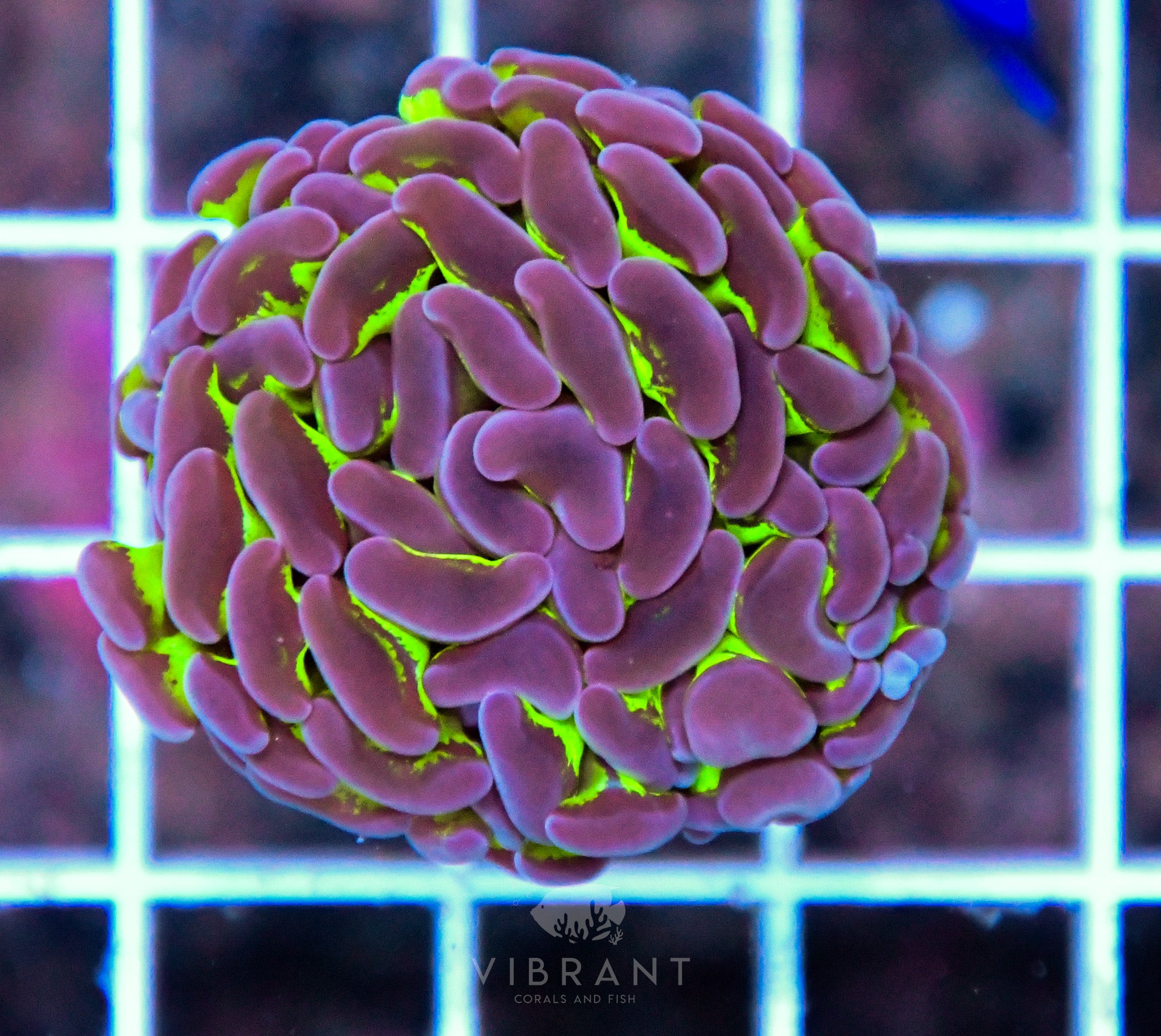 Hammer Branching REVERSE AUS Per Polyp (sample)