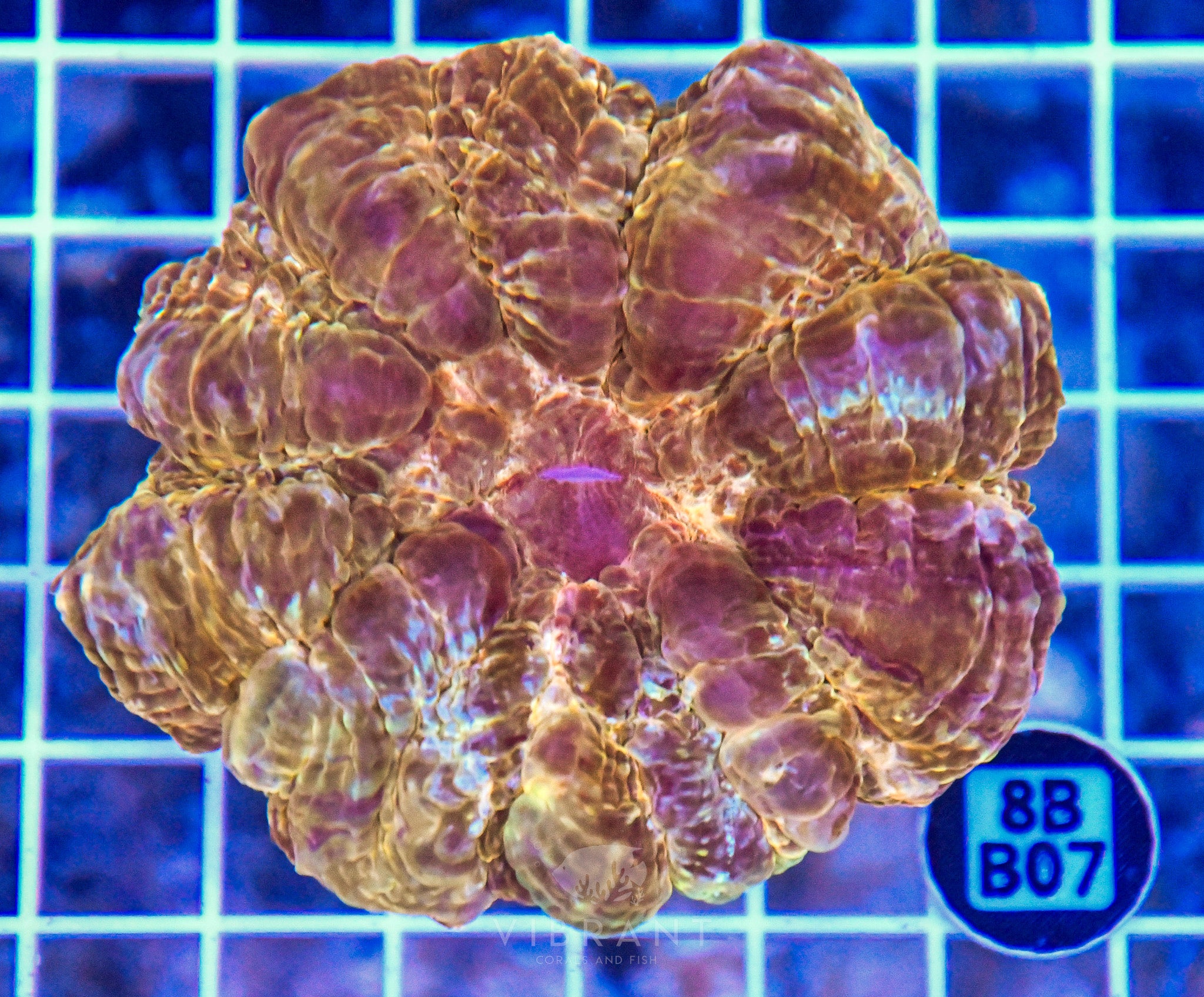 Acanthophyllia INDO W