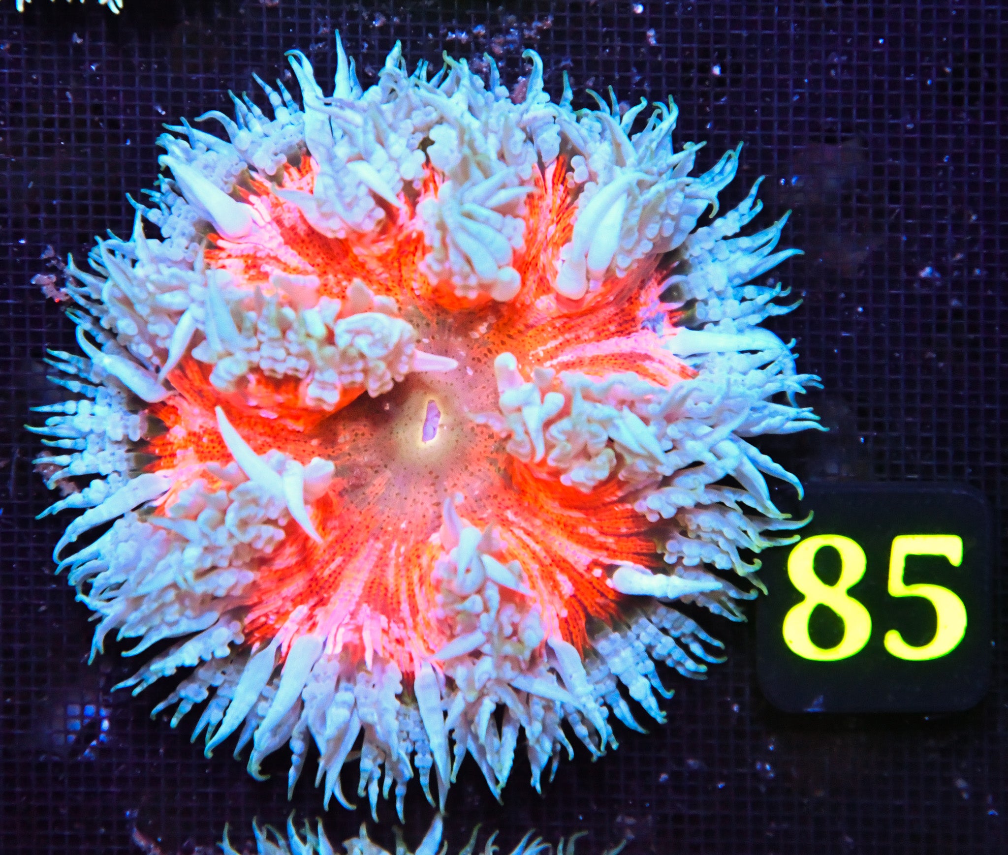 Rock Flower Anemone