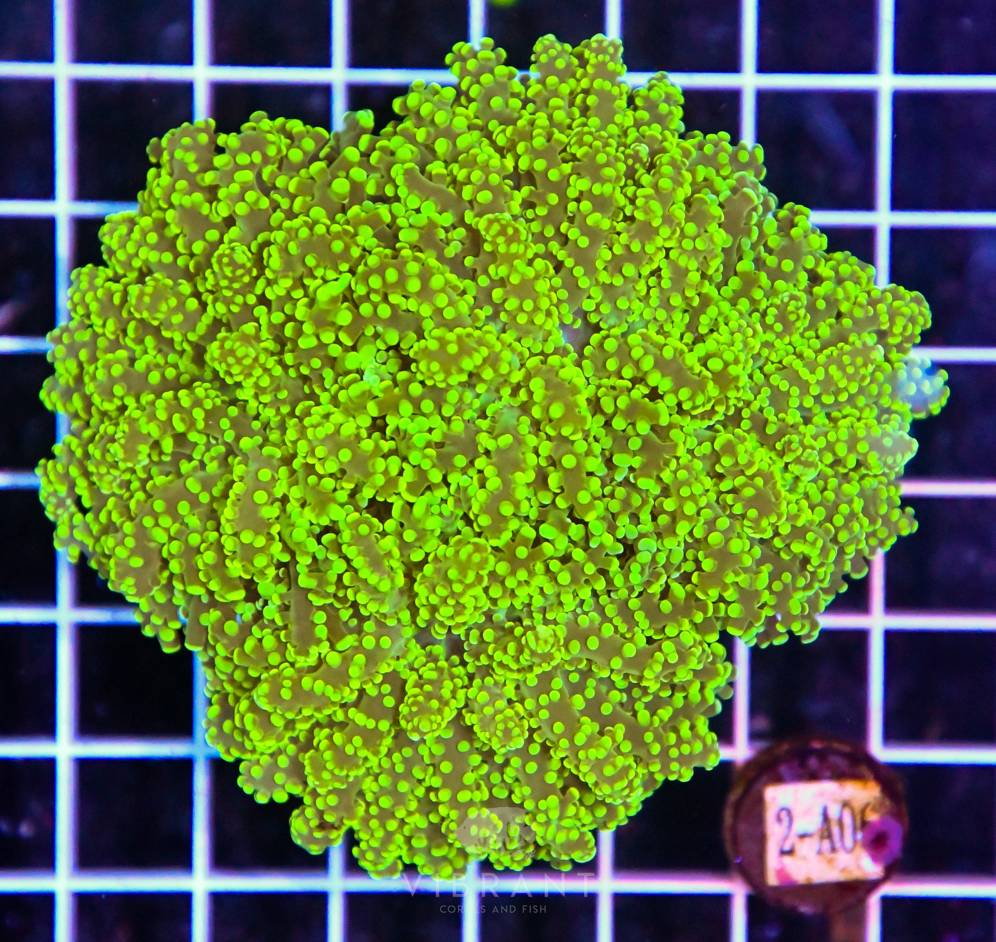 Yaeyamaensis Branching INDO