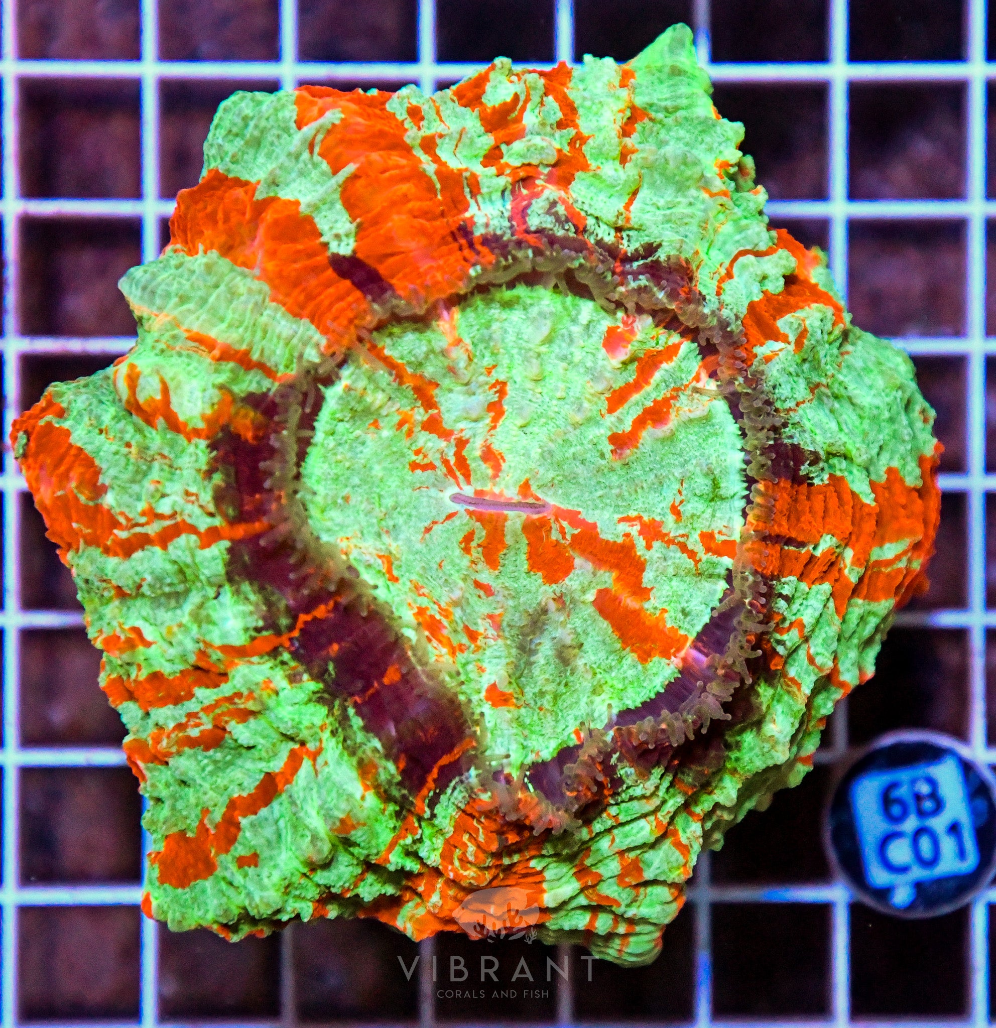 Acanthophyllia INDO W