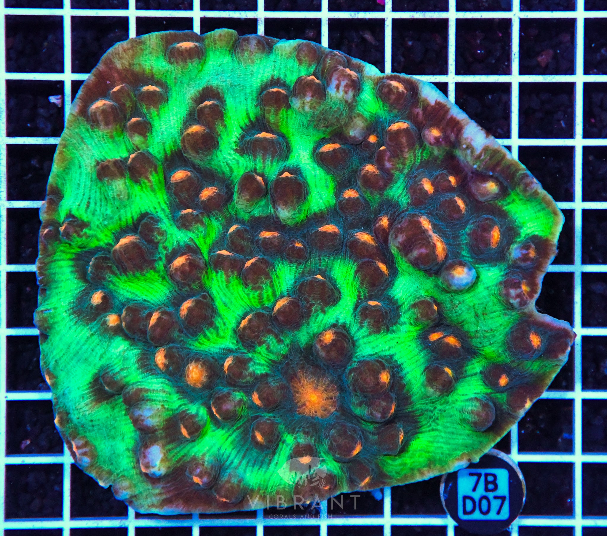 Chalice Ultra INDO W