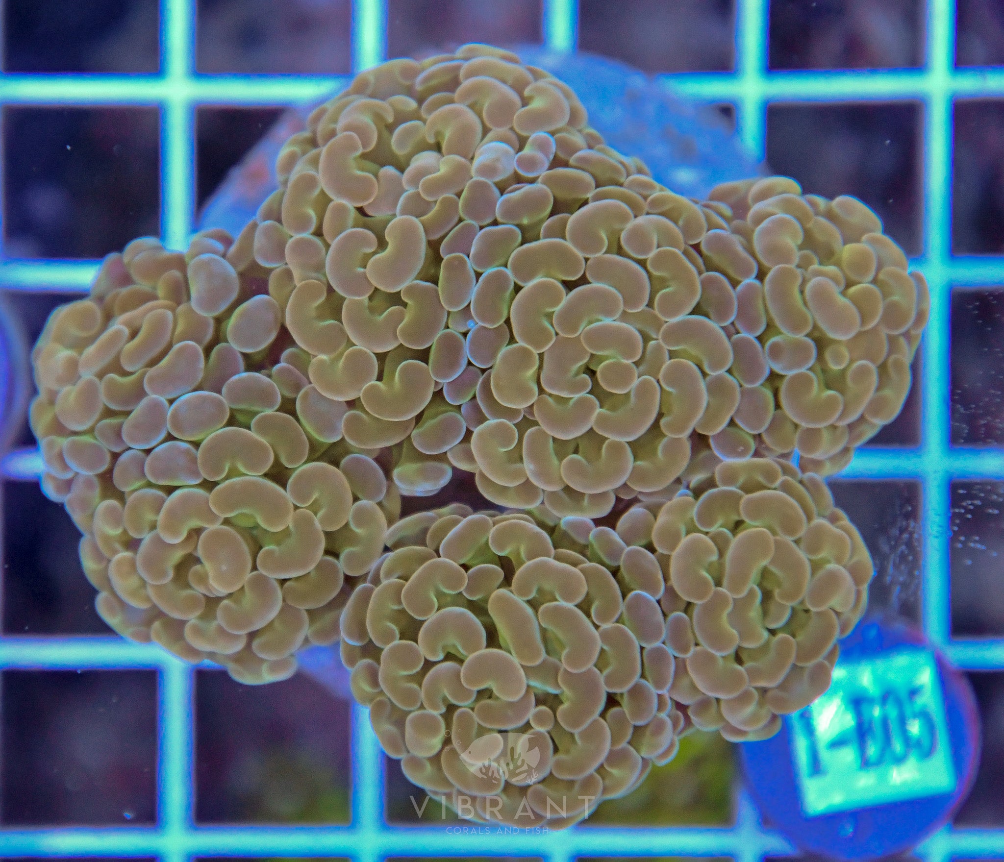 Hammer Branching INDO