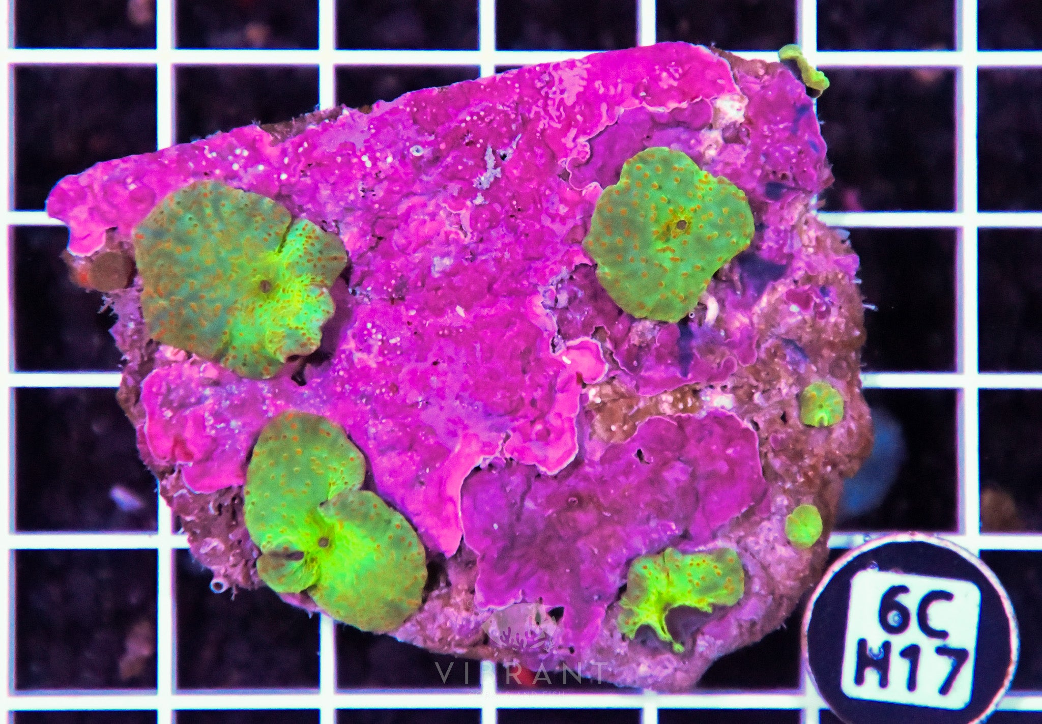 Mushroom INDO W
