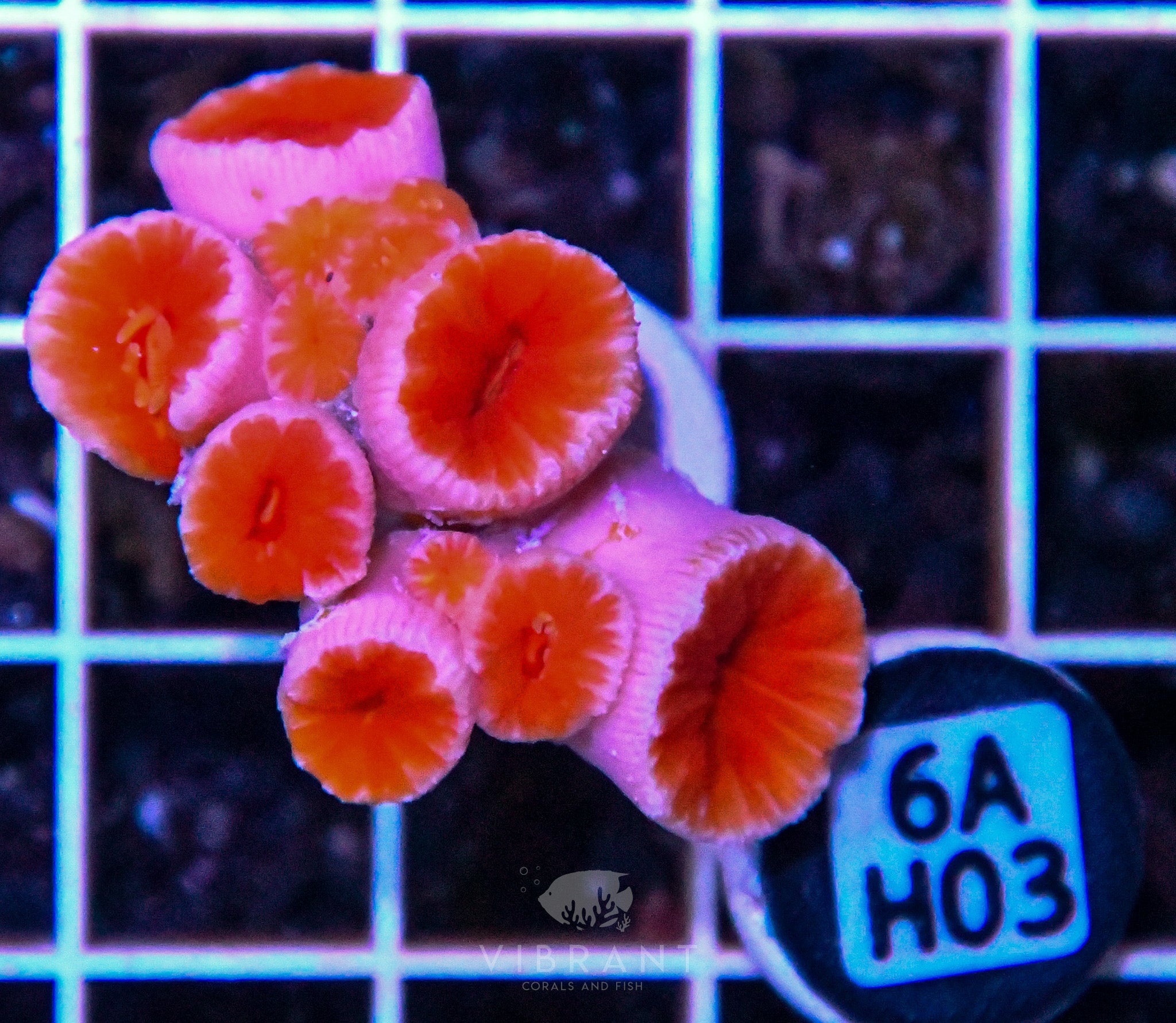 Dendro Fat Head ASIAN