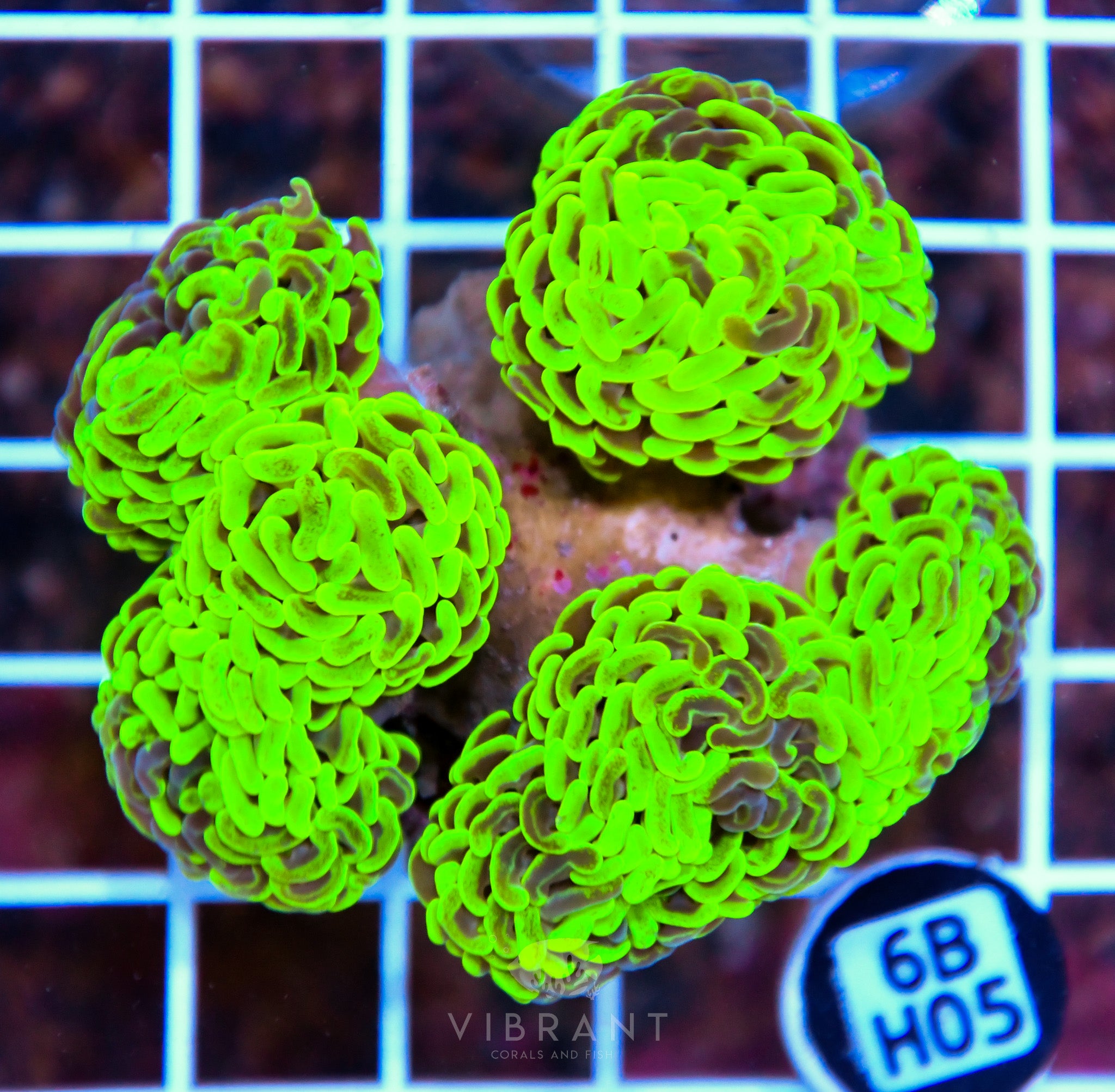 Hammer Branching AUS