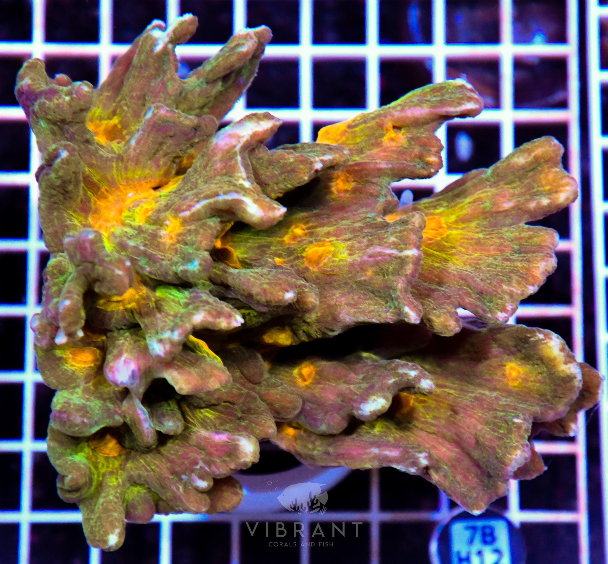 Pectinia INDO W