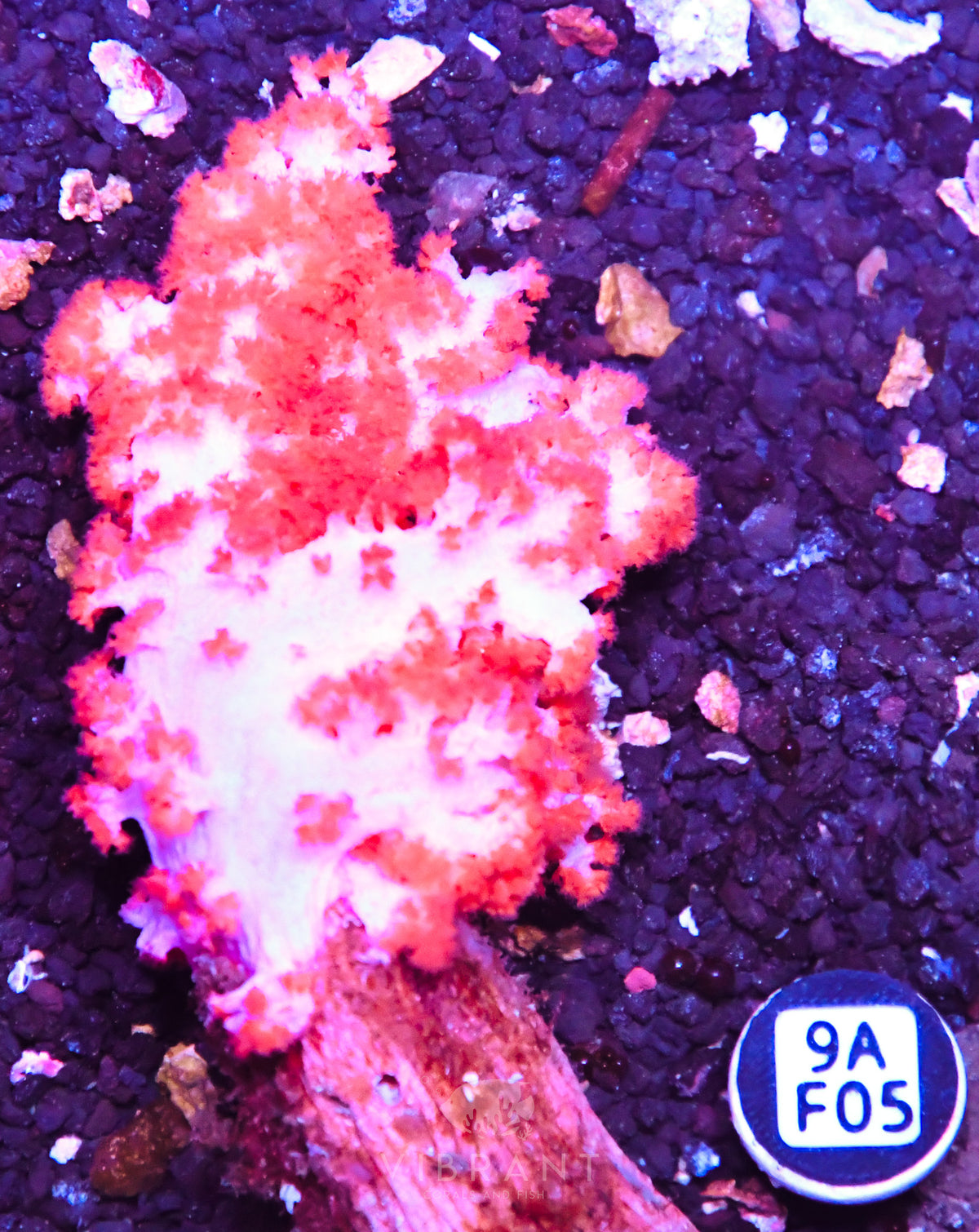 Carnation Coral INDO W