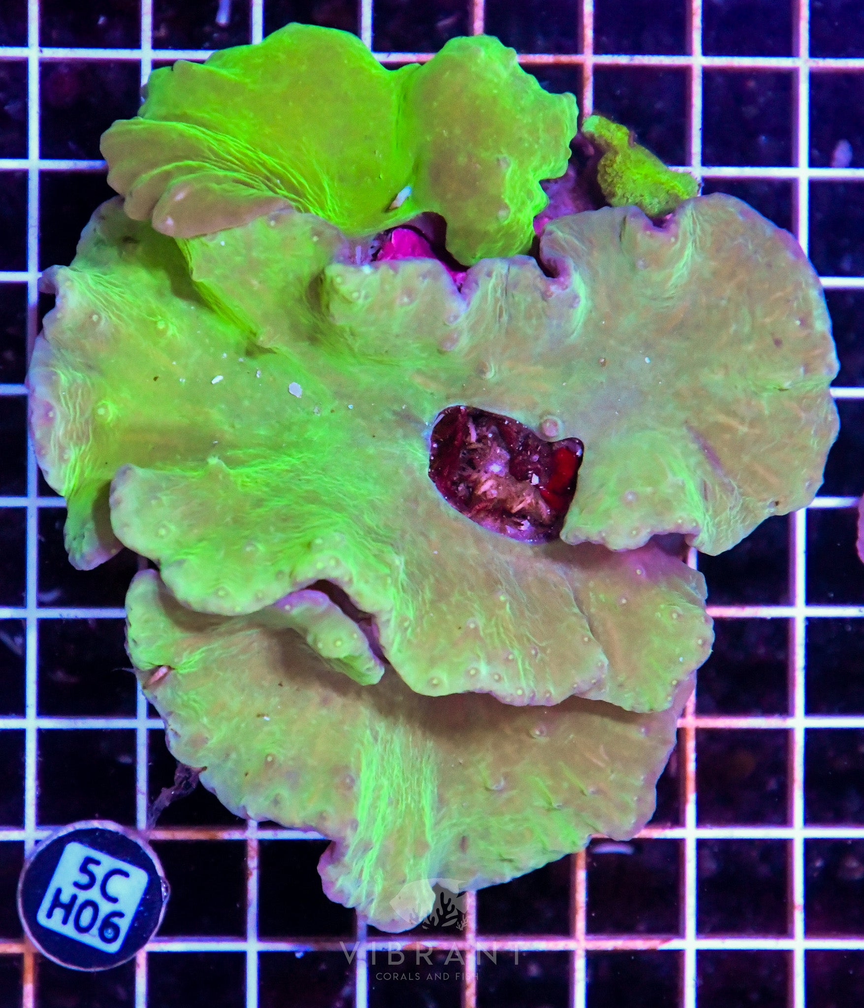Cabbage Coral INDO W