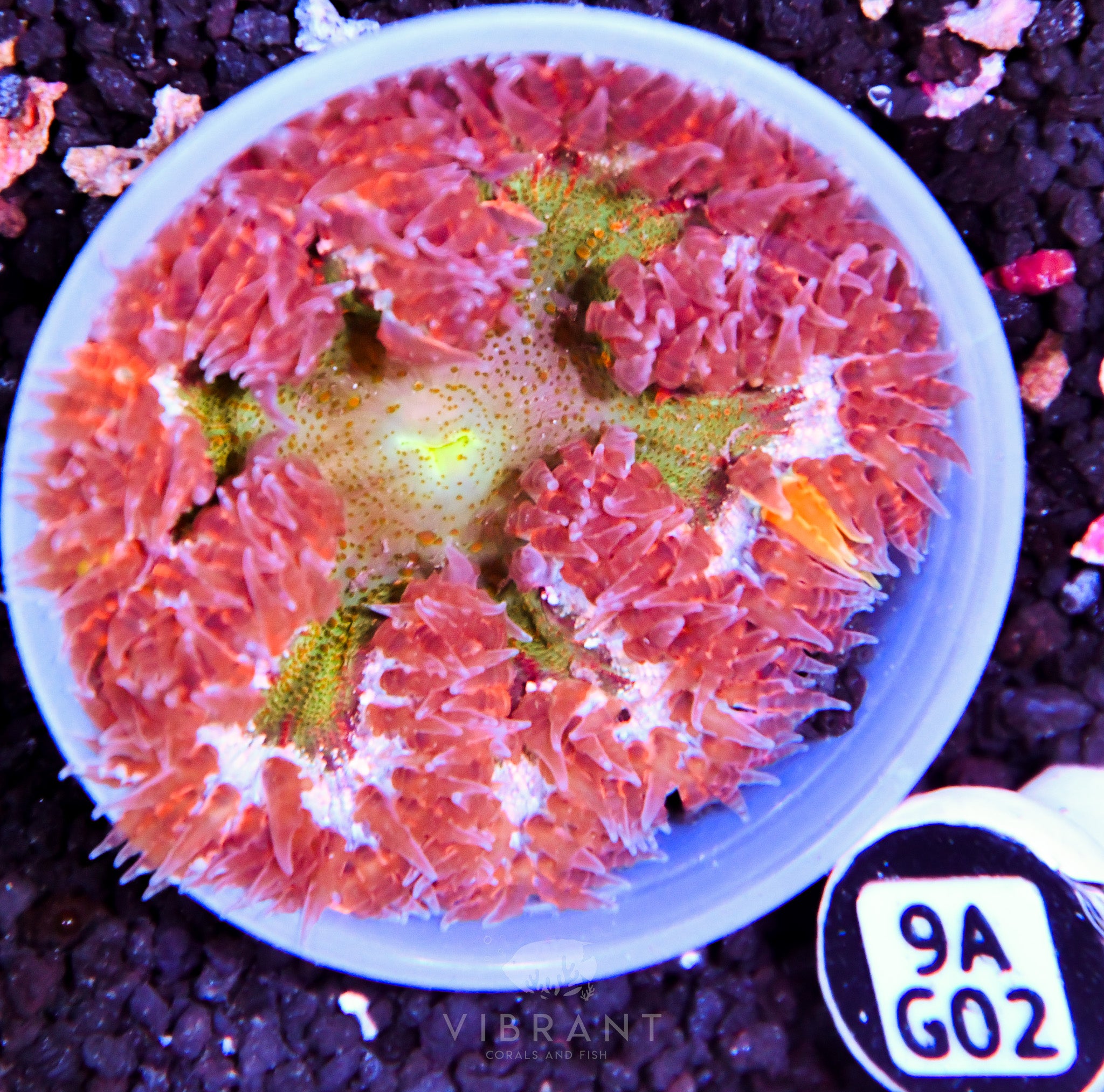 ⭐️ Rock Flower Anemone