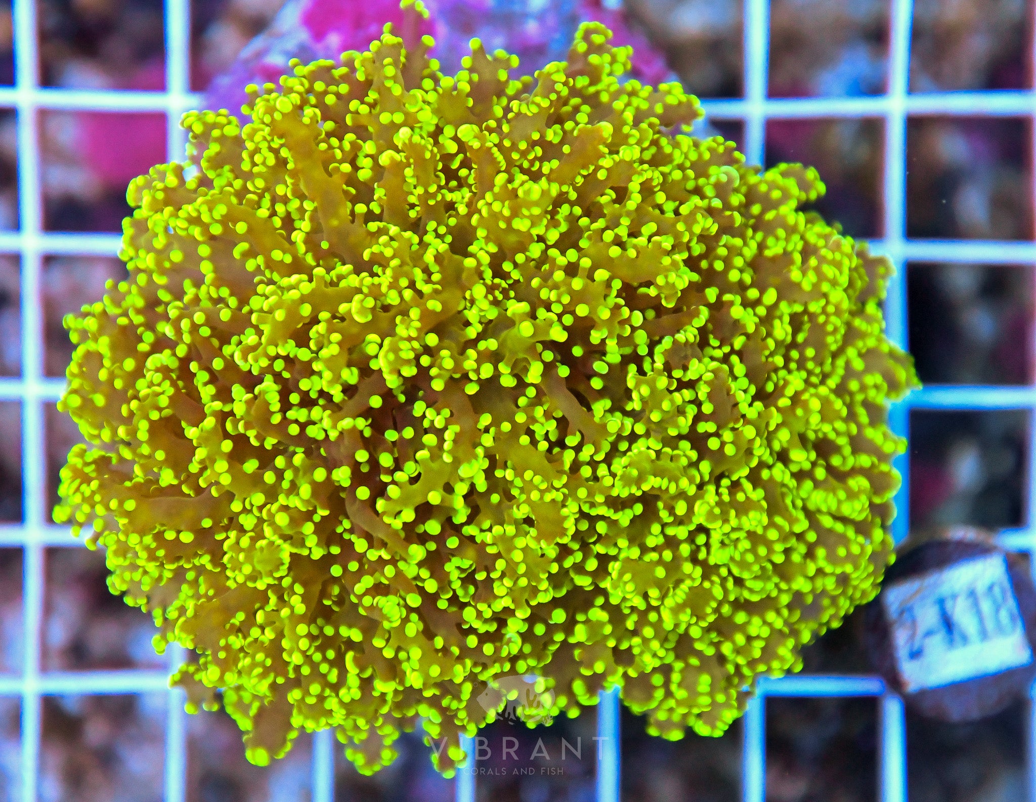 Yaeyamaensis Branching INDO