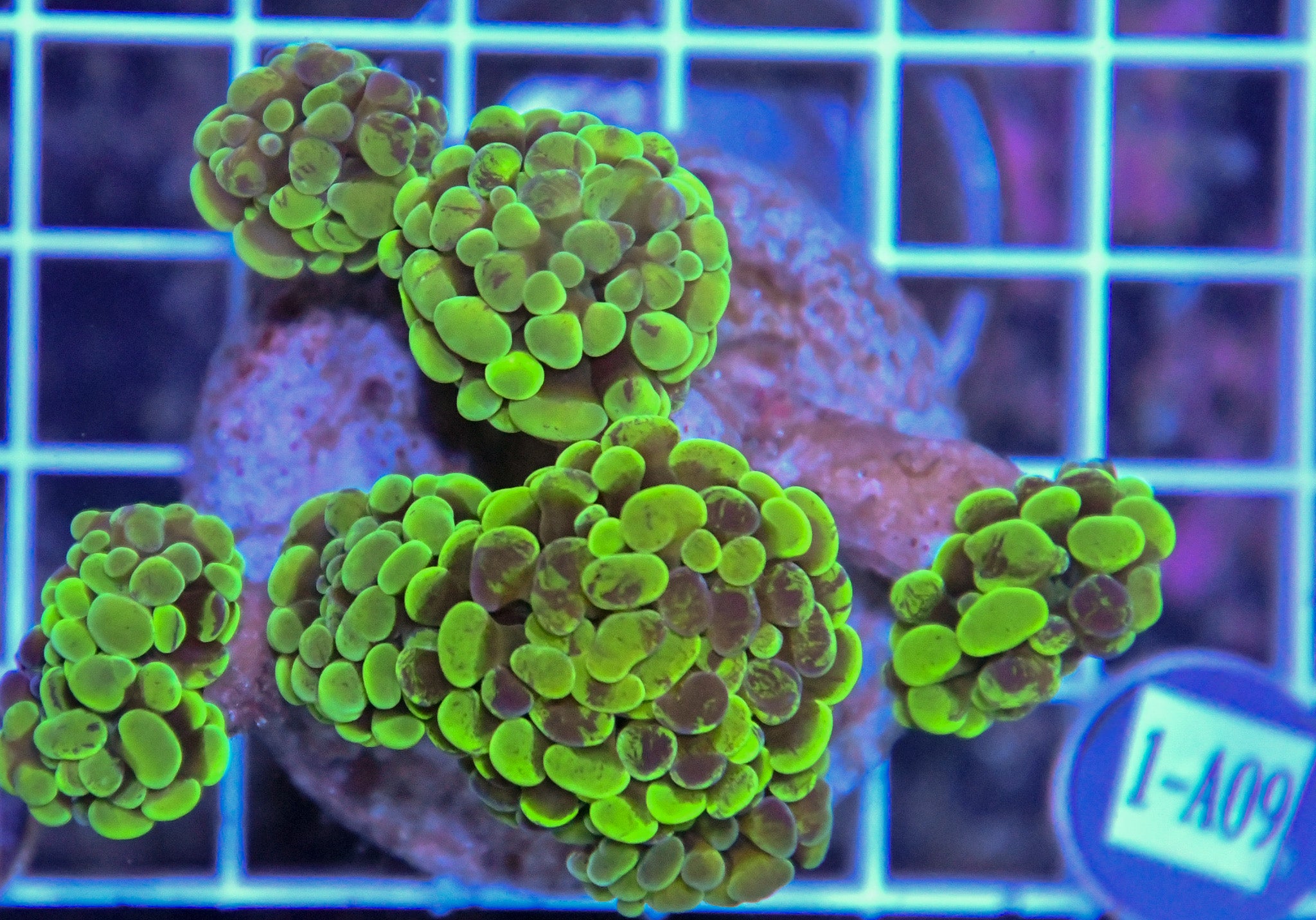 Hammer Branching INDO