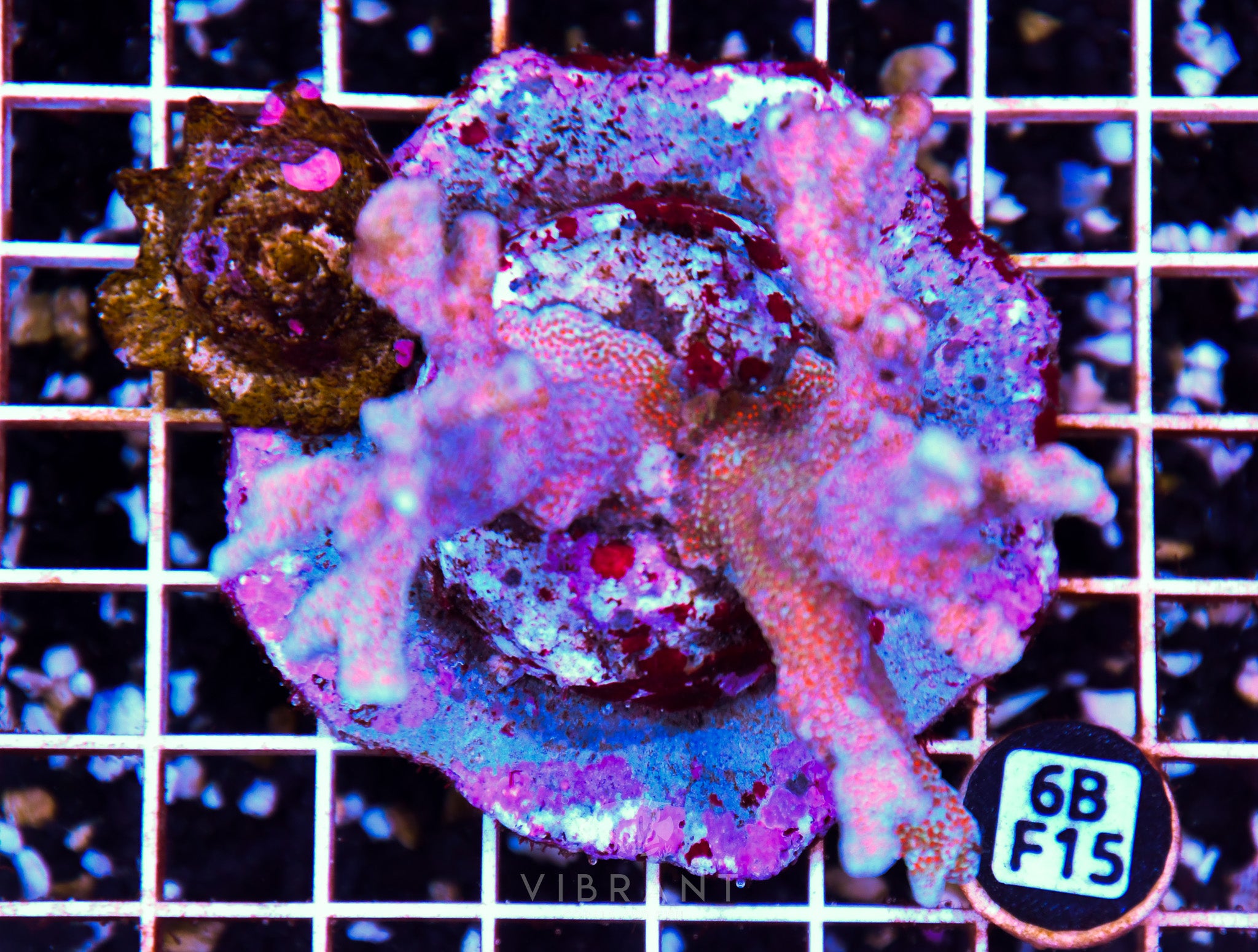 Montipora Digitata INDO