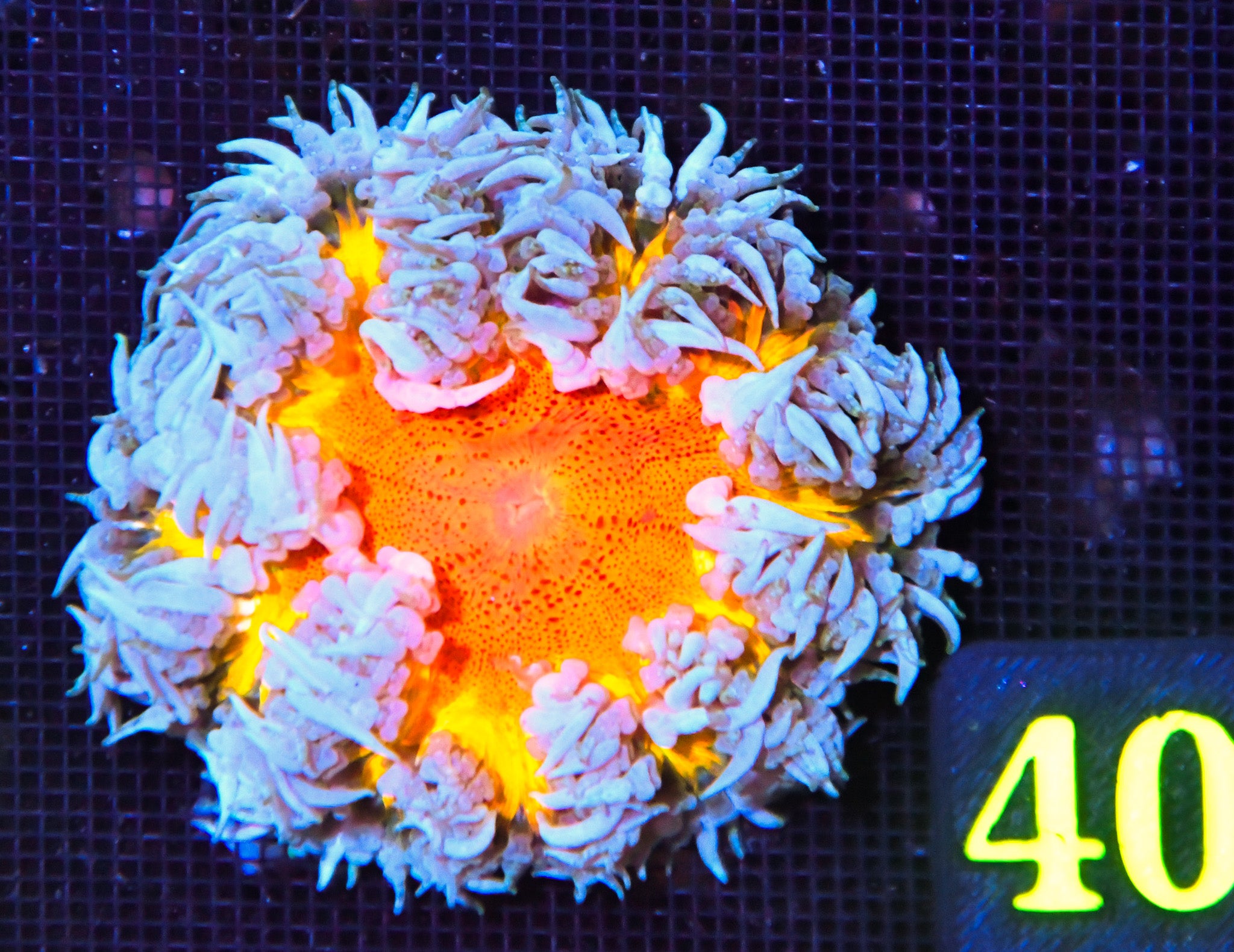 Rock Flower Anemone