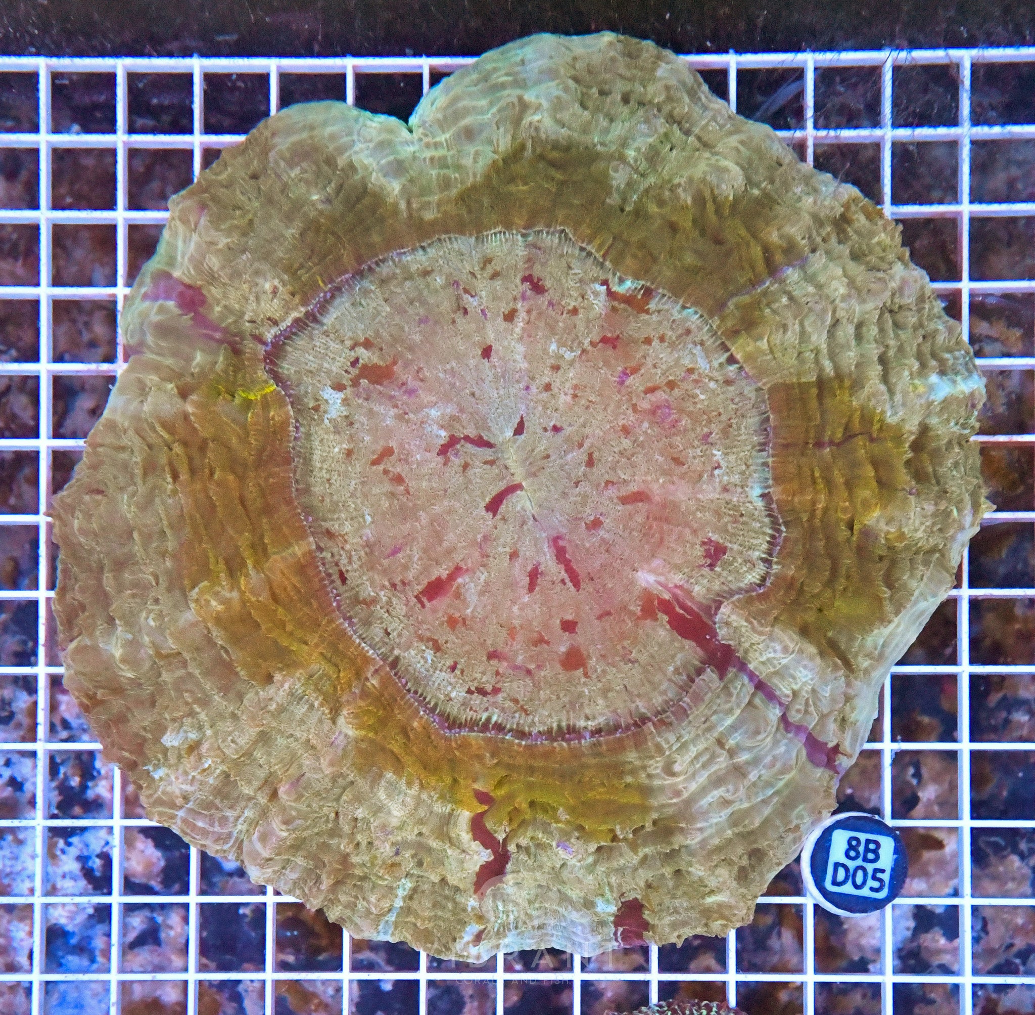 Acanthophyllia INDO W