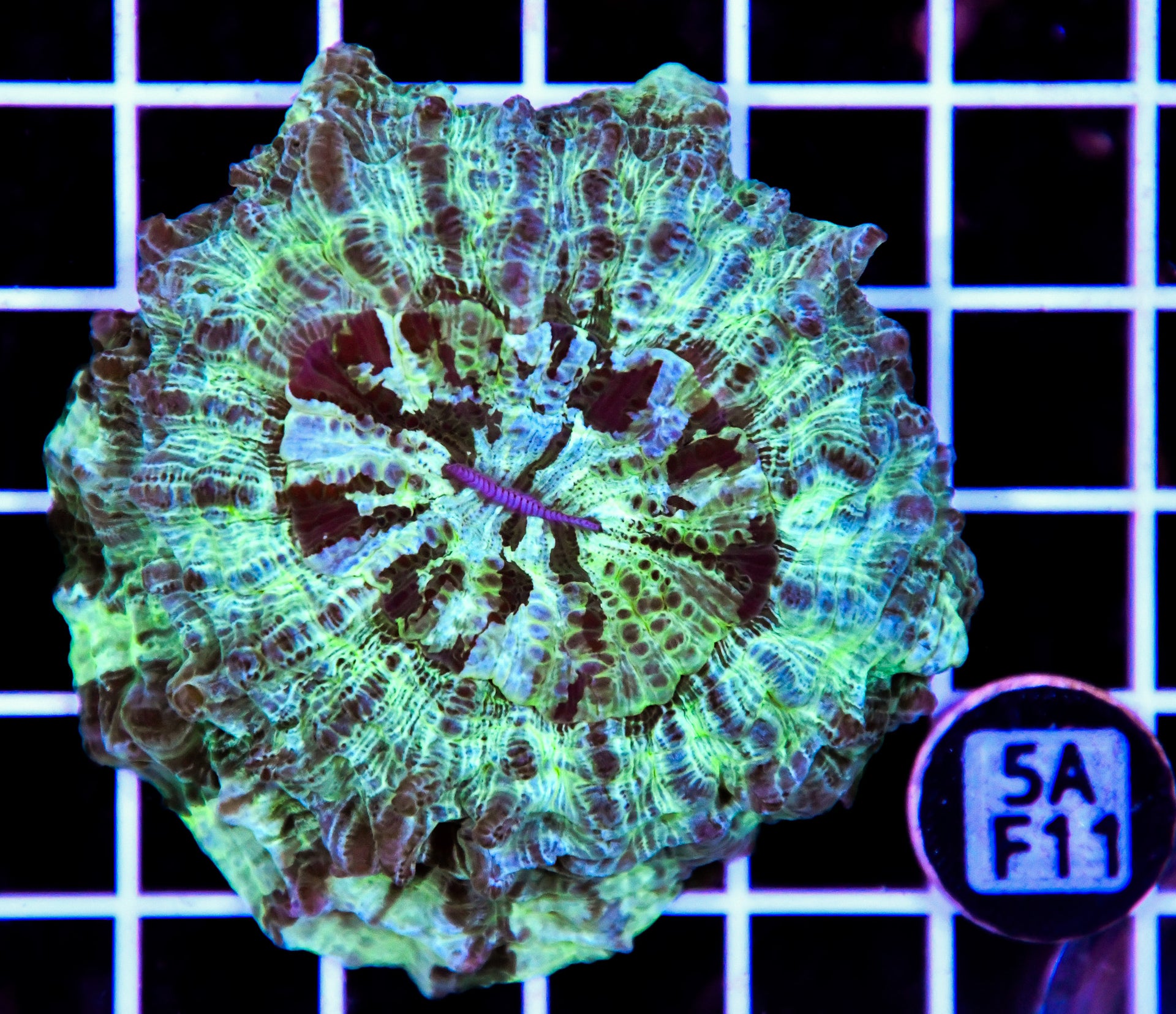 Acanthophyllia