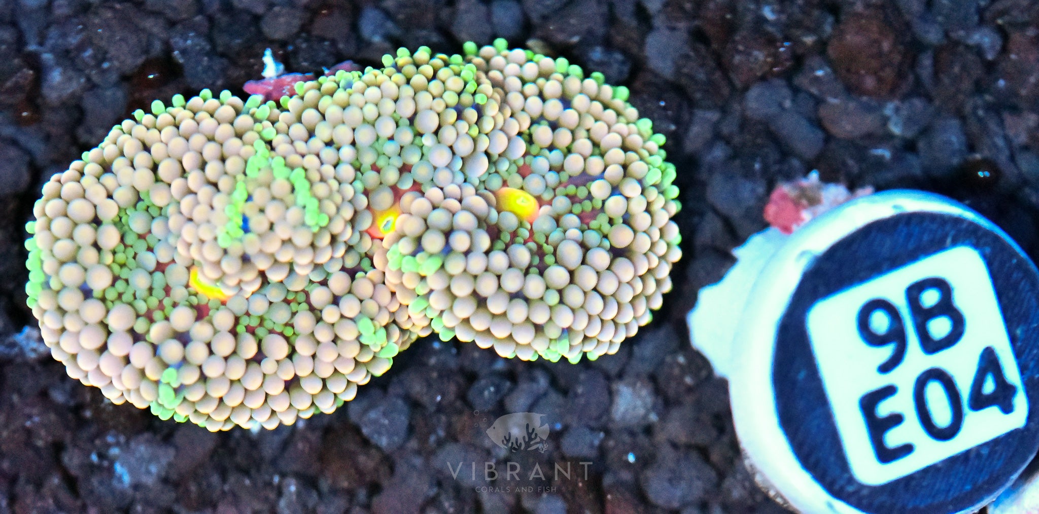 Ricordea Mushroom