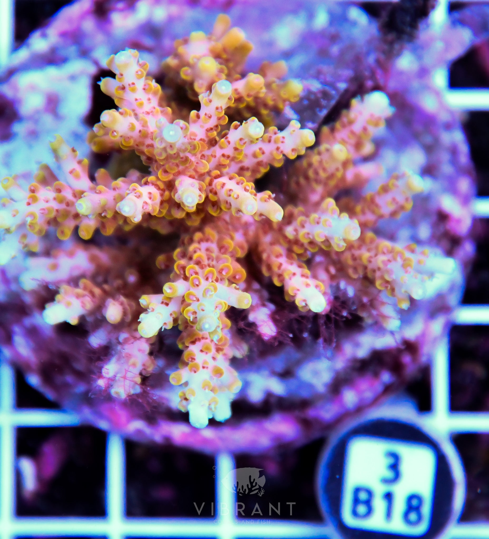 Acro INDO